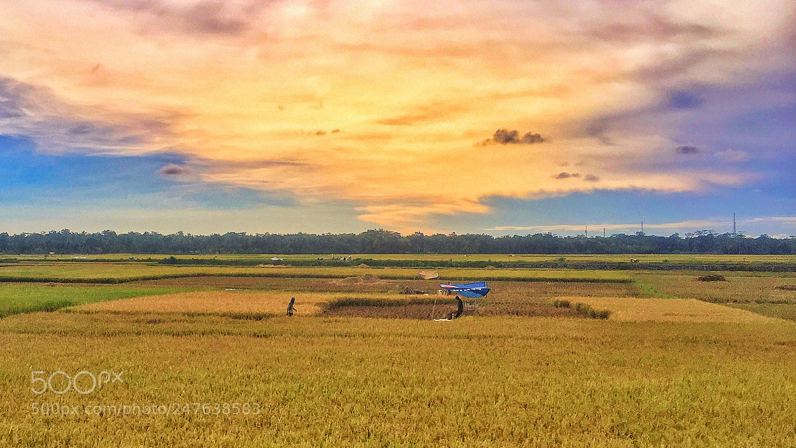 Apple iPhone 6 sample photo. Ricefield gives us life photography