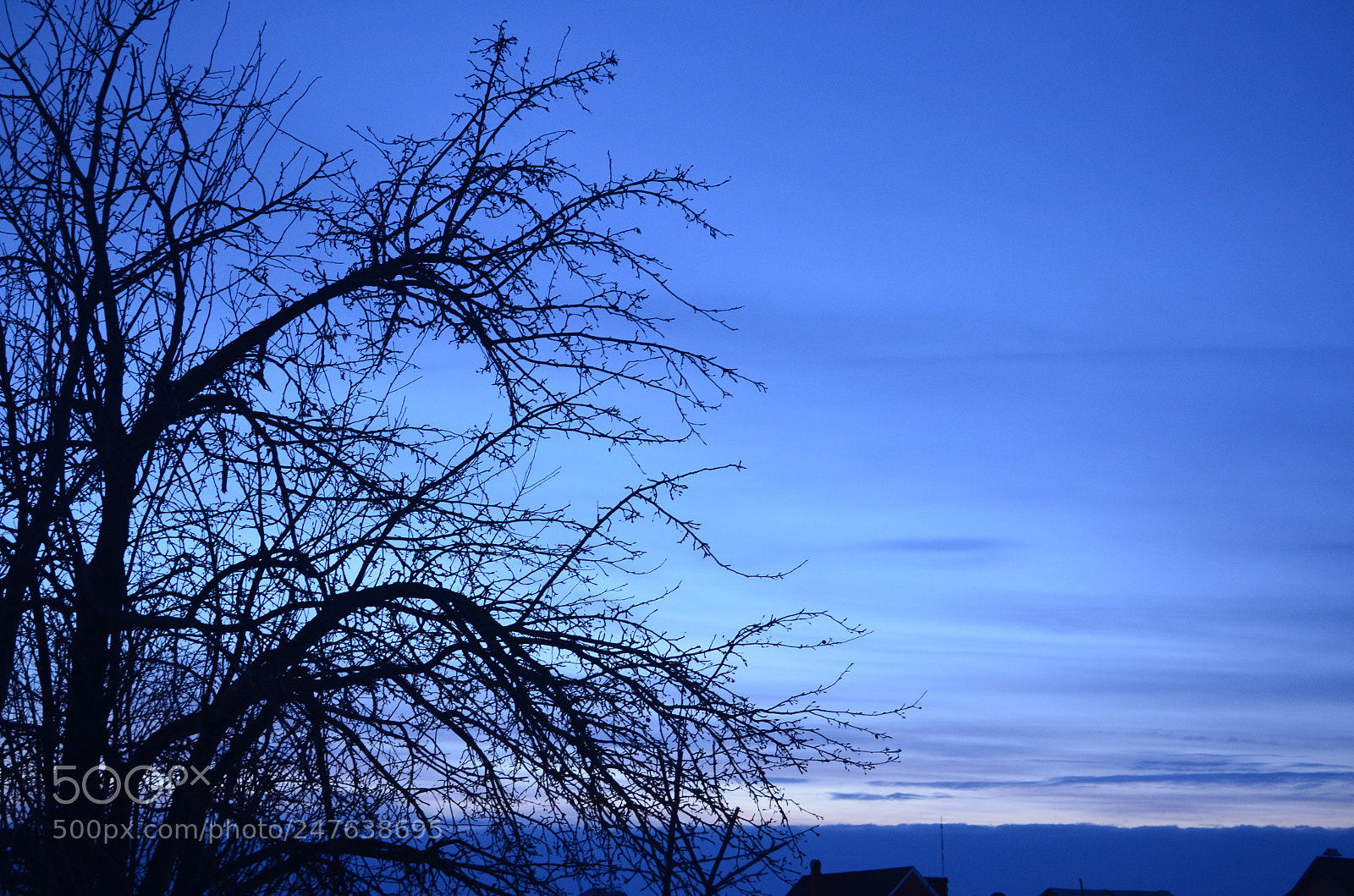 Nikon D5100 sample photo. Tree photography