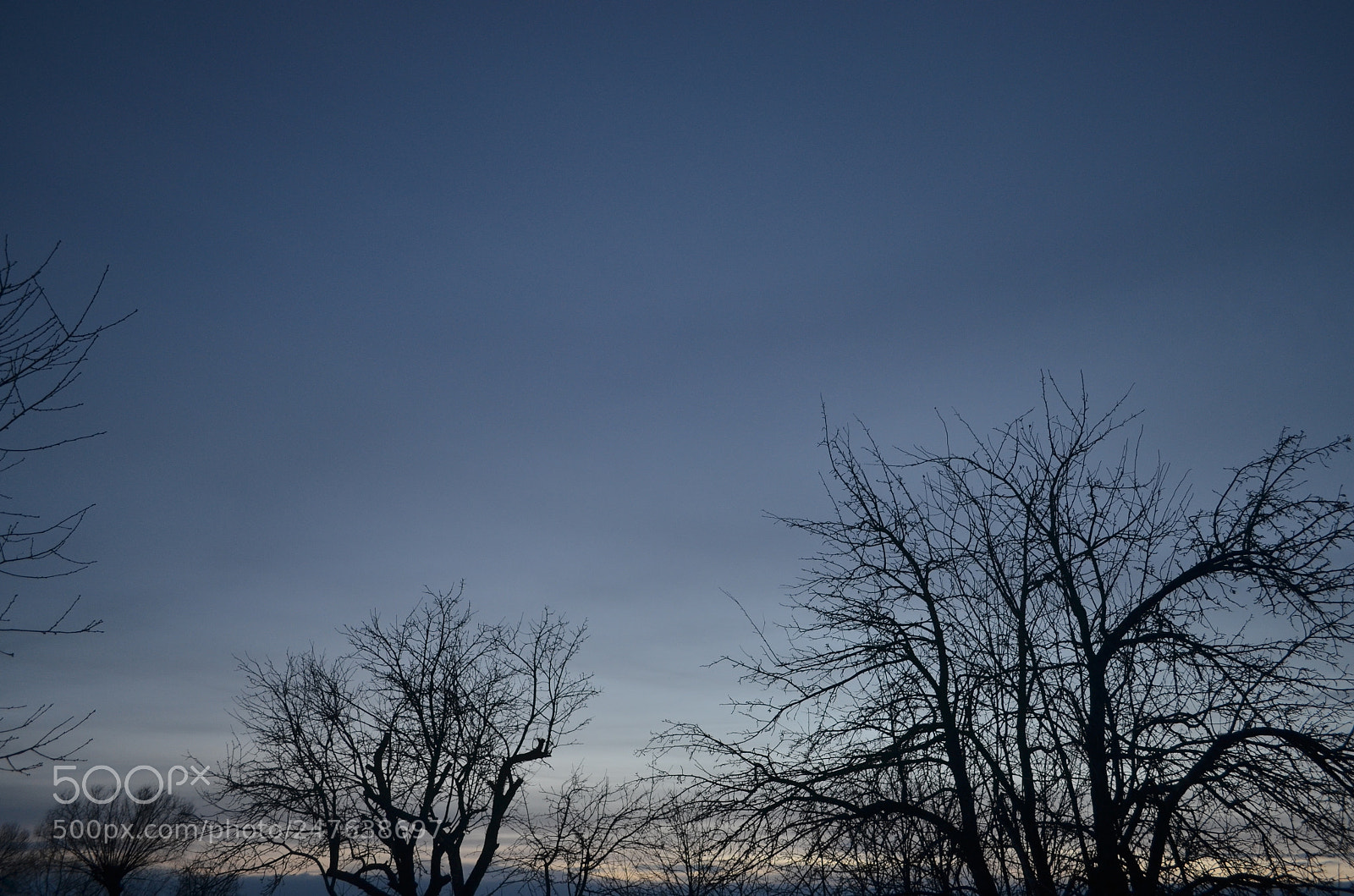 Nikon D5100 sample photo. Trees photography