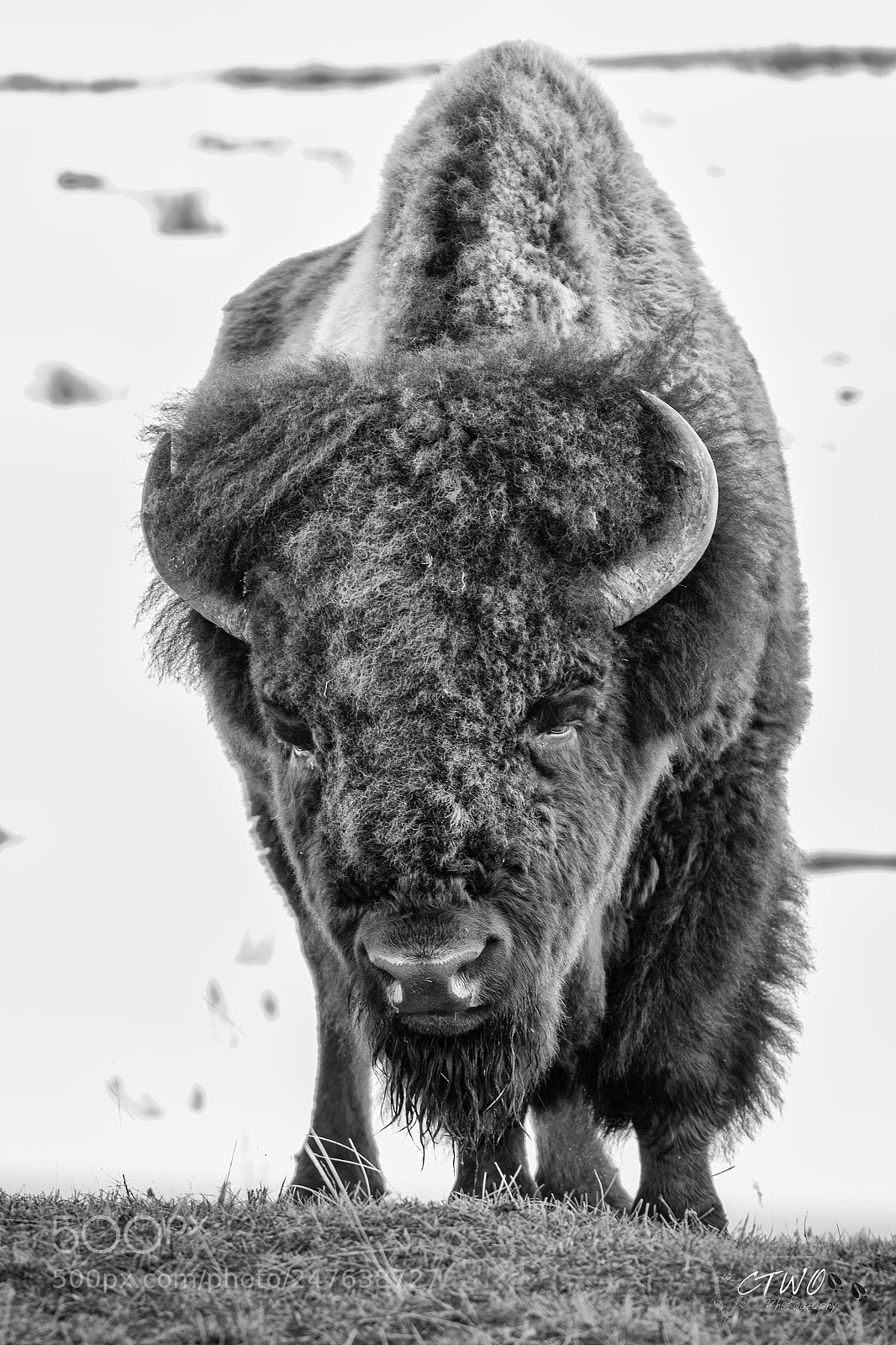 Canon EOS 7D Mark II sample photo. Bison b n w photography