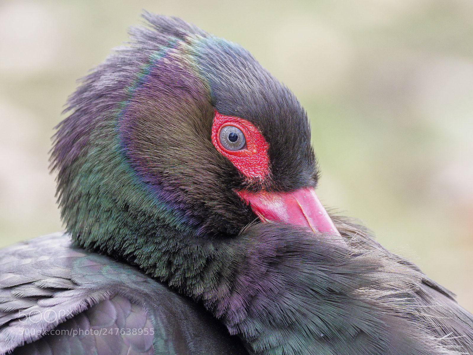 Olympus OM-D E-M1 Mark II sample photo. Olympus digital camera photography
