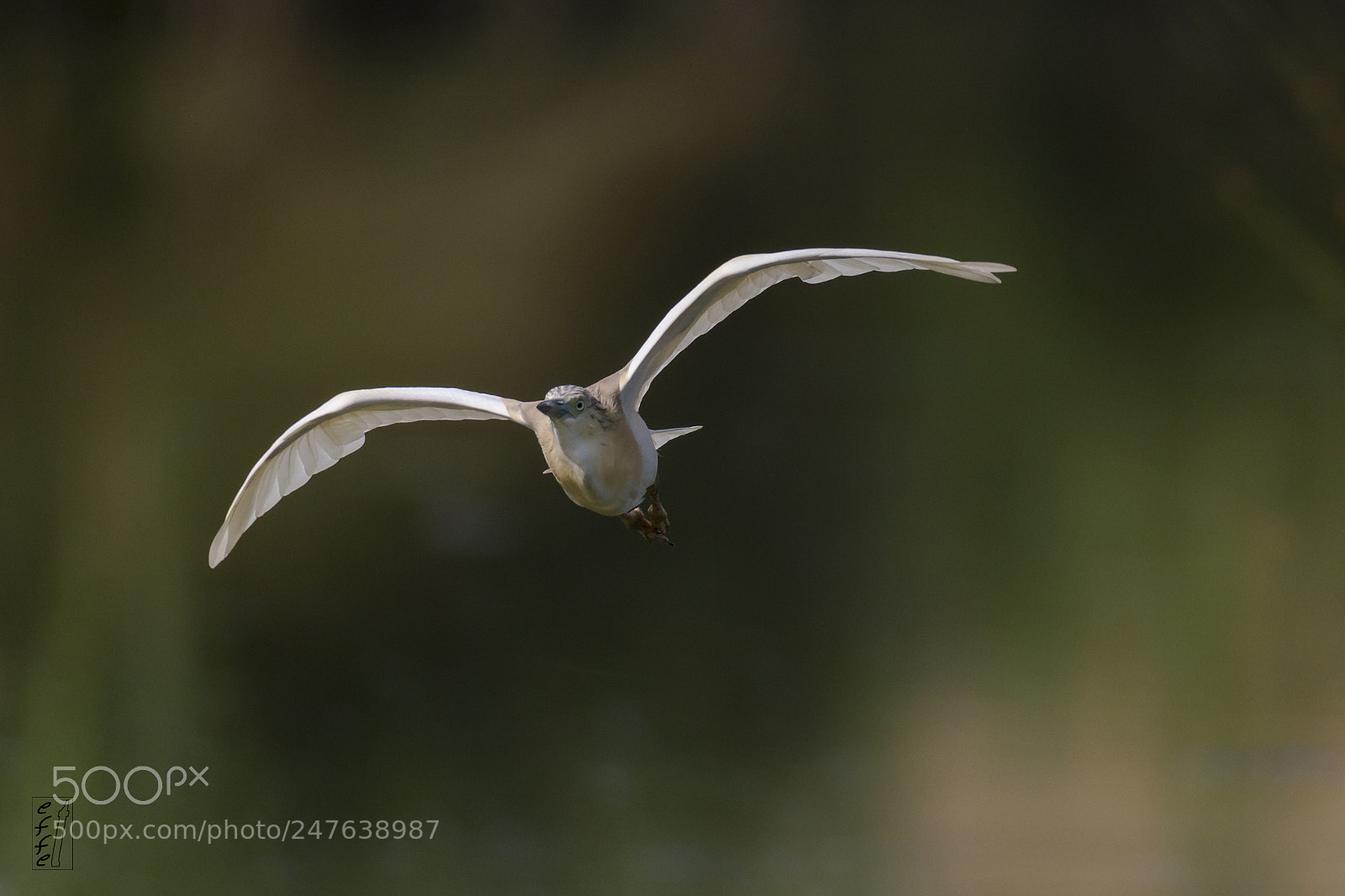 Canon EOS 7D sample photo. Squacco heron photography