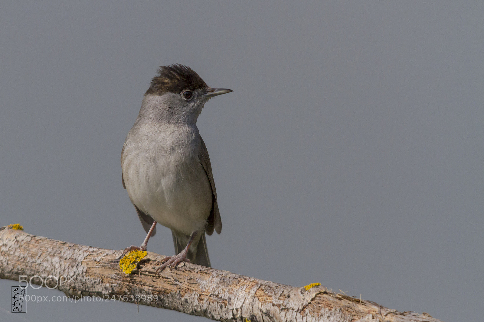 Canon EOS 7D sample photo. Blackcap (male) photography