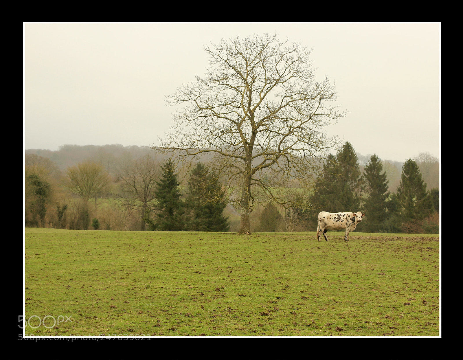 Canon EOS 550D (EOS Rebel T2i / EOS Kiss X4) sample photo. Normandie photography