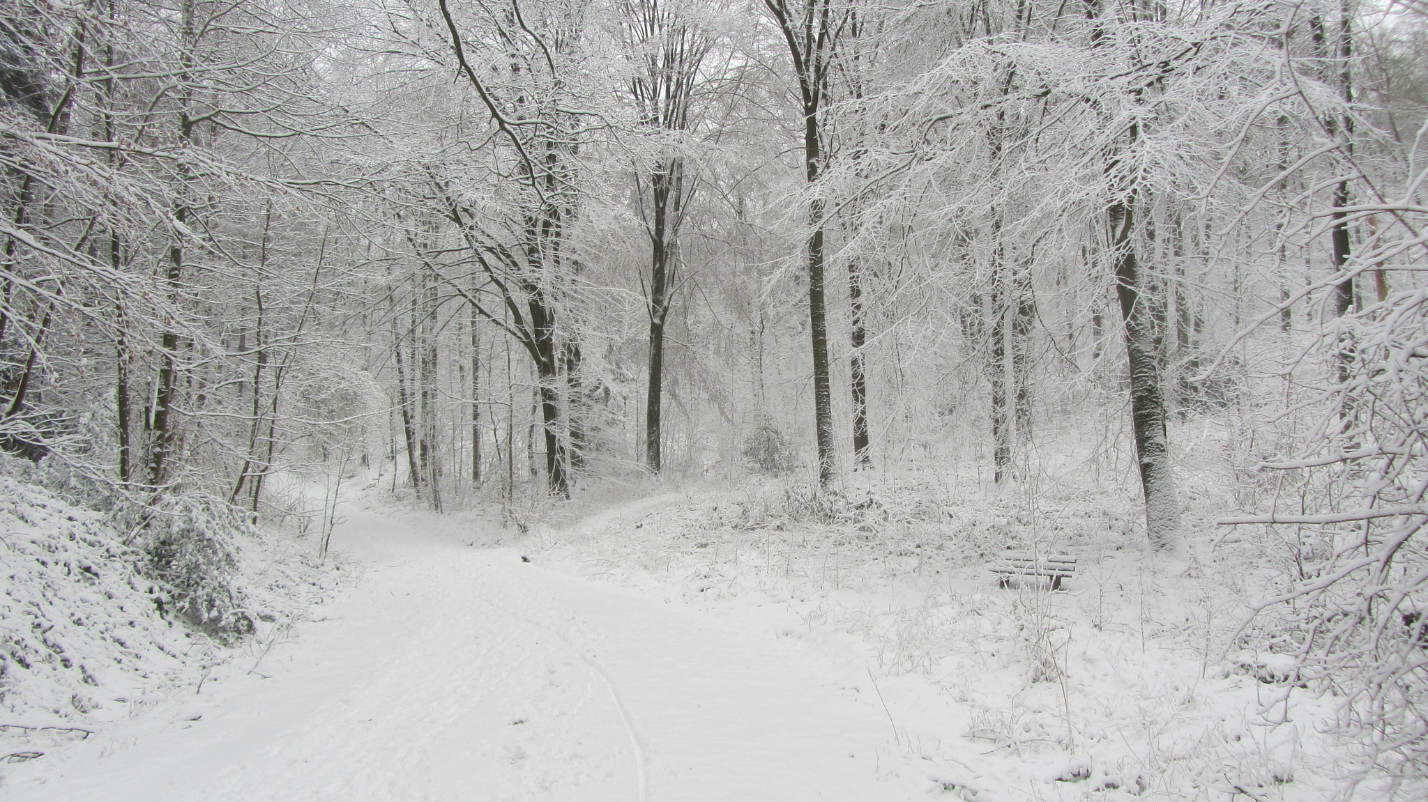 Canon PowerShot SX230 HS sample photo. Snowy forest photography