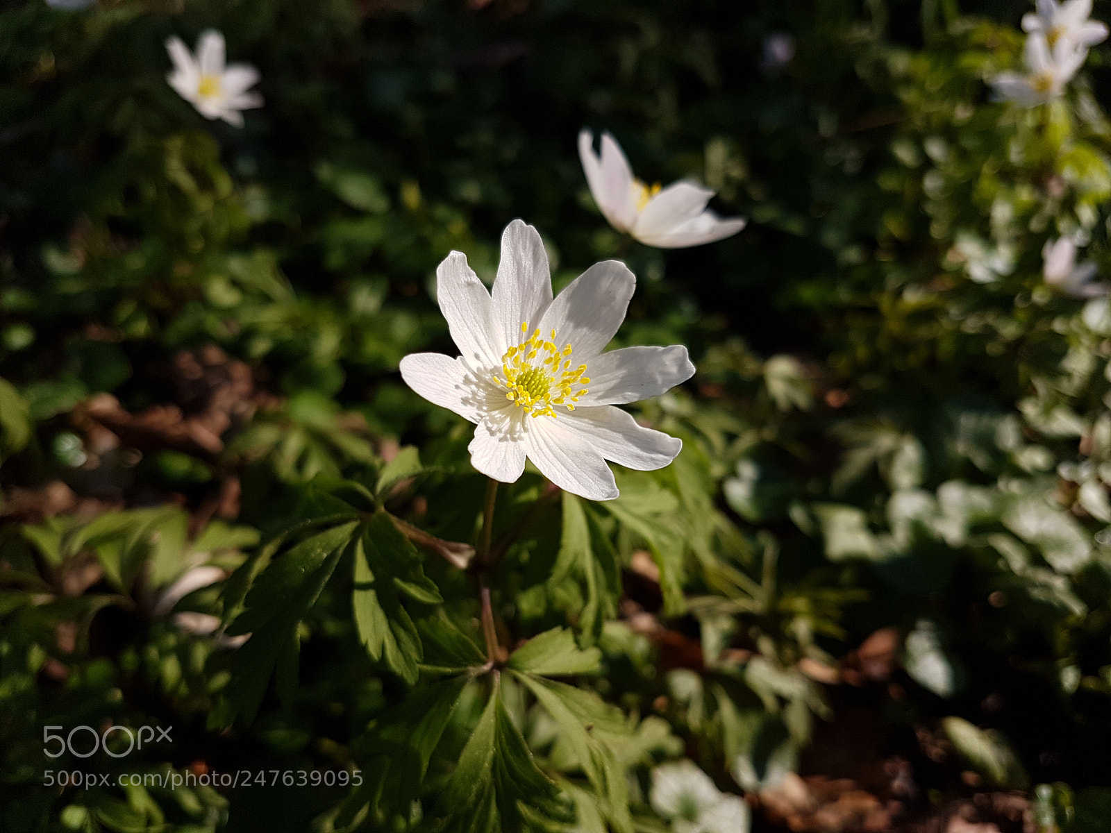 Samsung Galaxy S7 sample photo. Peacebloom photography