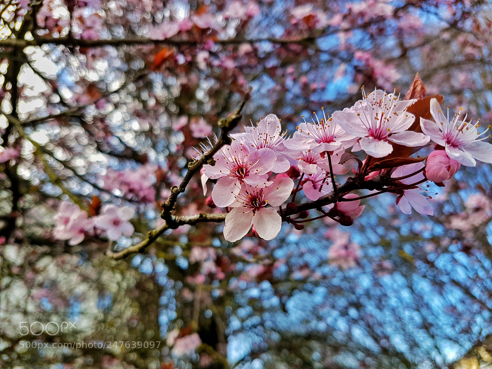 Samsung Galaxy S7 sample photo. Sakura photography