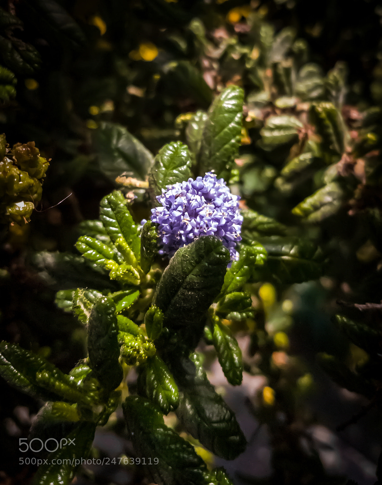Samsung Galaxy S7 sample photo. Bloom photography