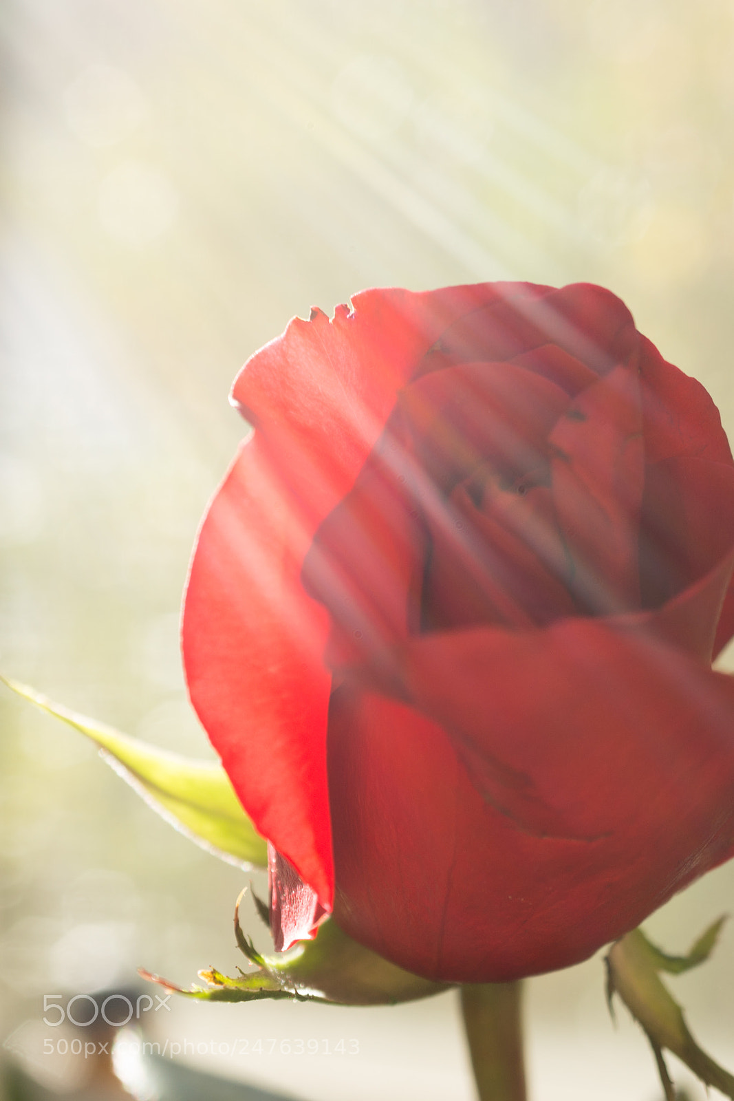 Sony Alpha NEX-7 sample photo. Rose highlights photography