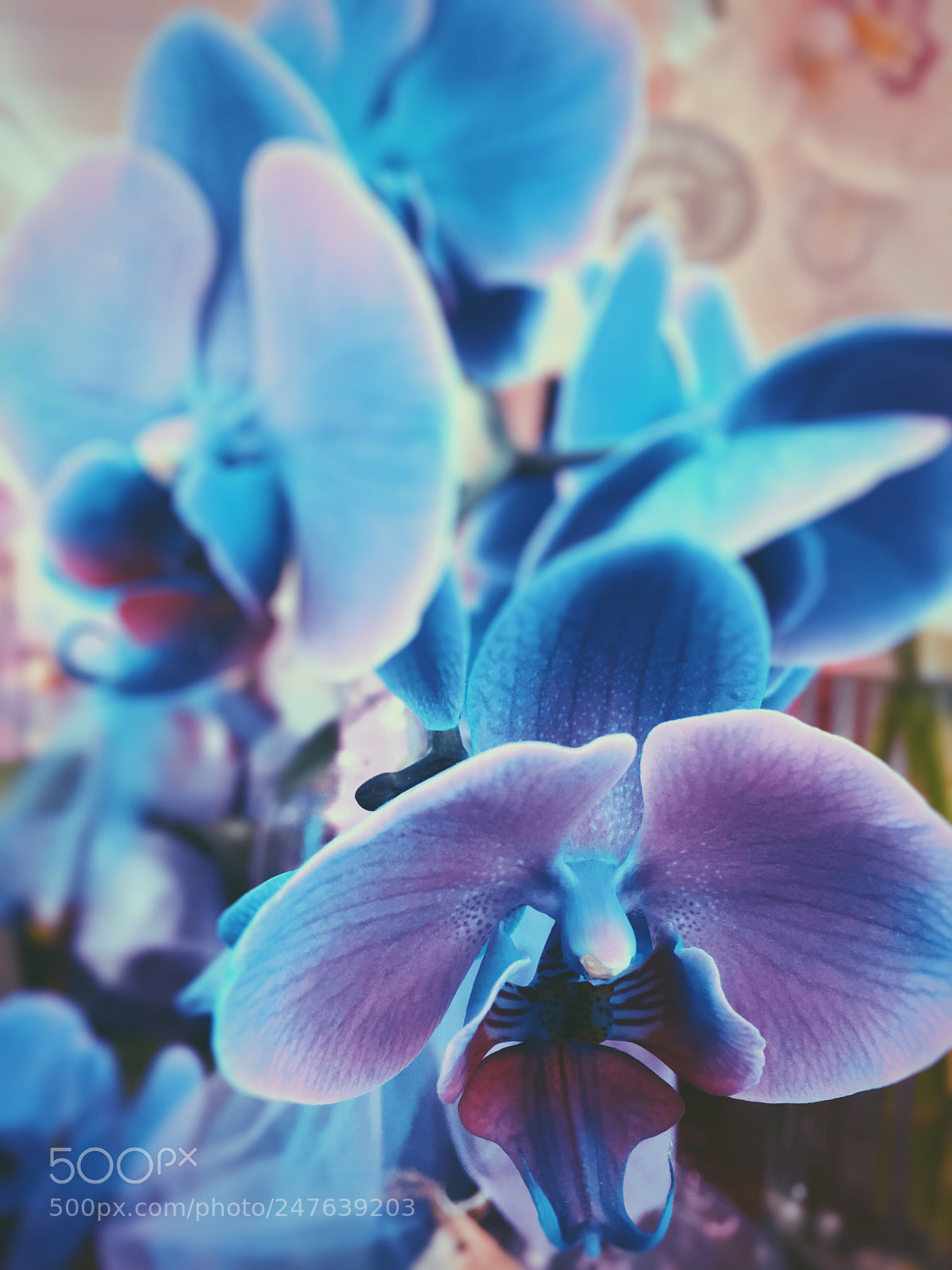 Apple iPhone 6s sample photo. There is no real photography