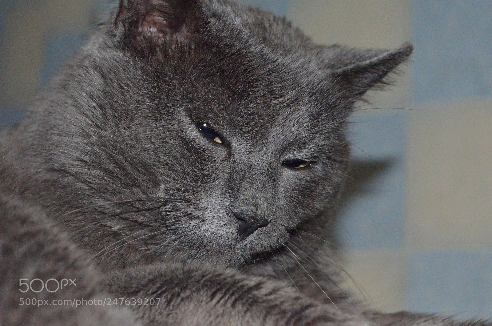 Nikon D5100 sample photo. Cat photography
