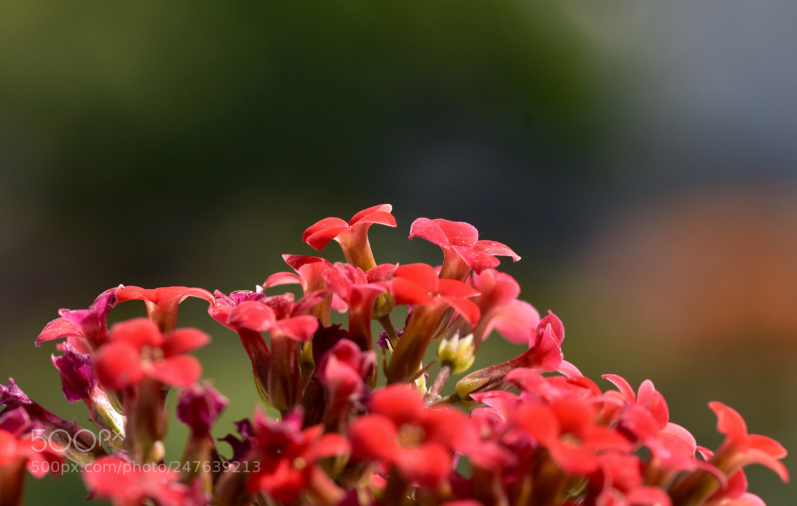 Nikon D7200 sample photo. Flowers photography