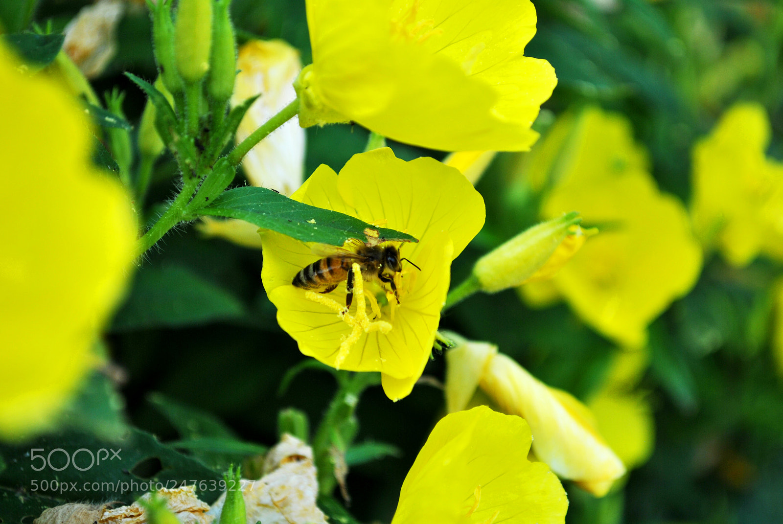 Nikon D3000 sample photo. Bee photography