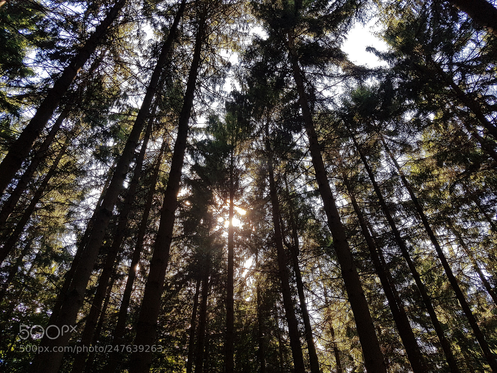 Samsung Galaxy S7 sample photo. Majestic forests photography