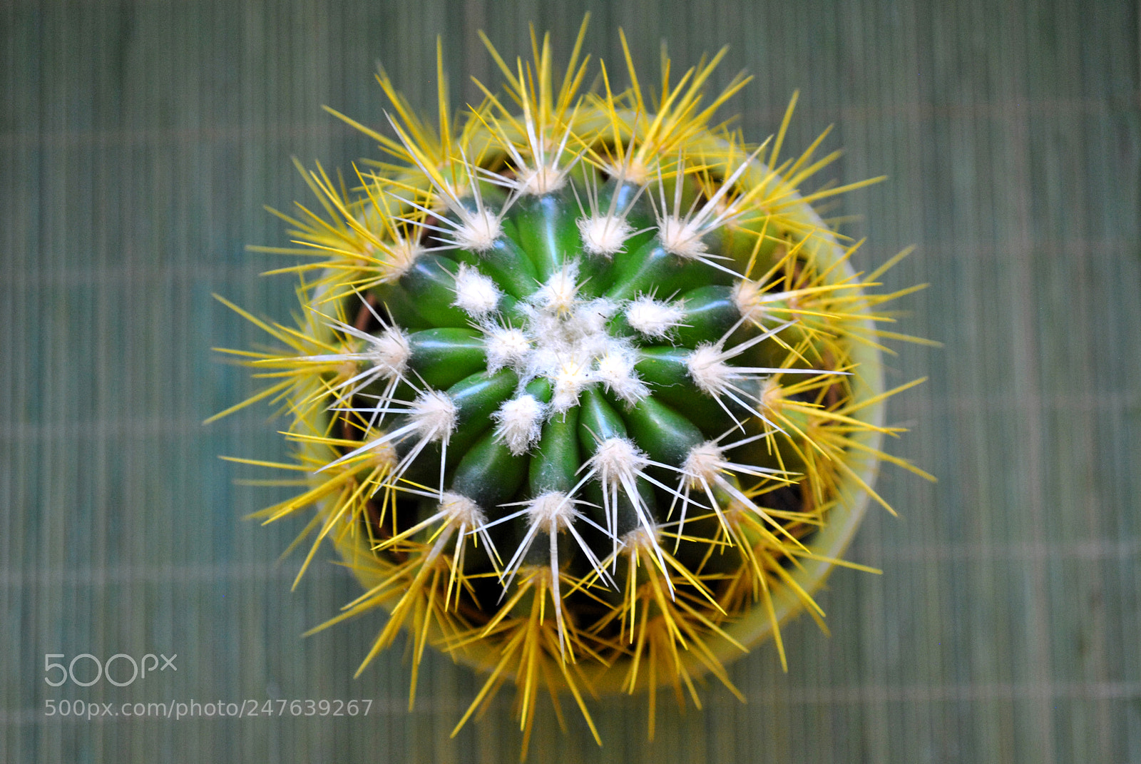 Nikon D3000 sample photo. Cactus photography