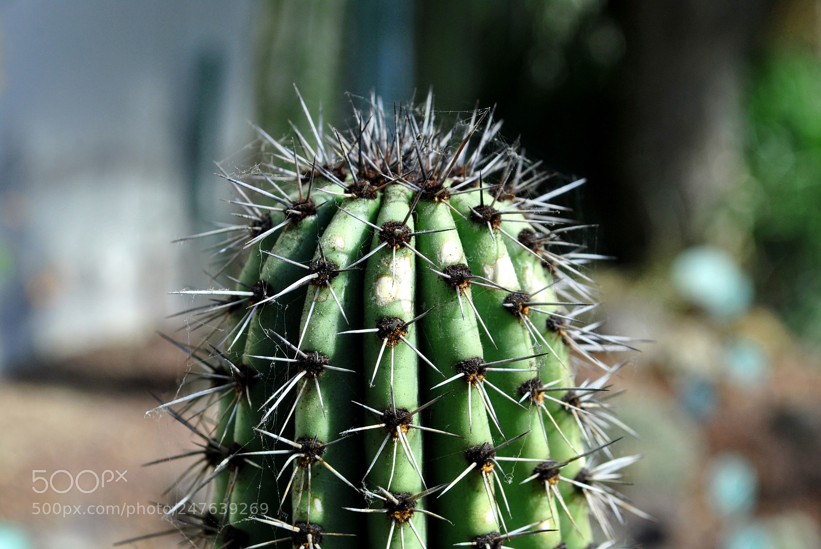 Nikon D3000 sample photo. Cactus photography