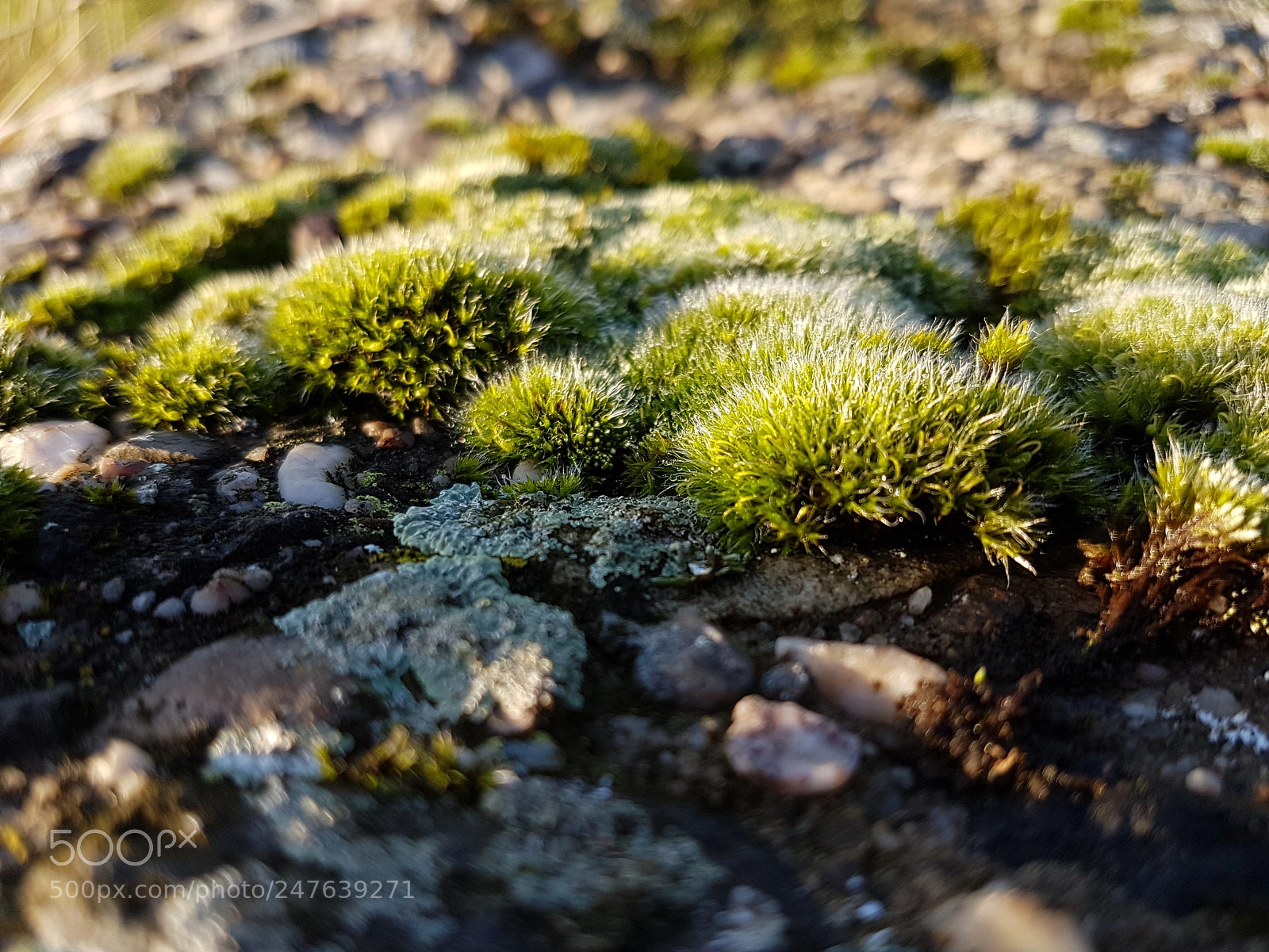 Samsung Galaxy S7 sample photo. Moos 2 photography