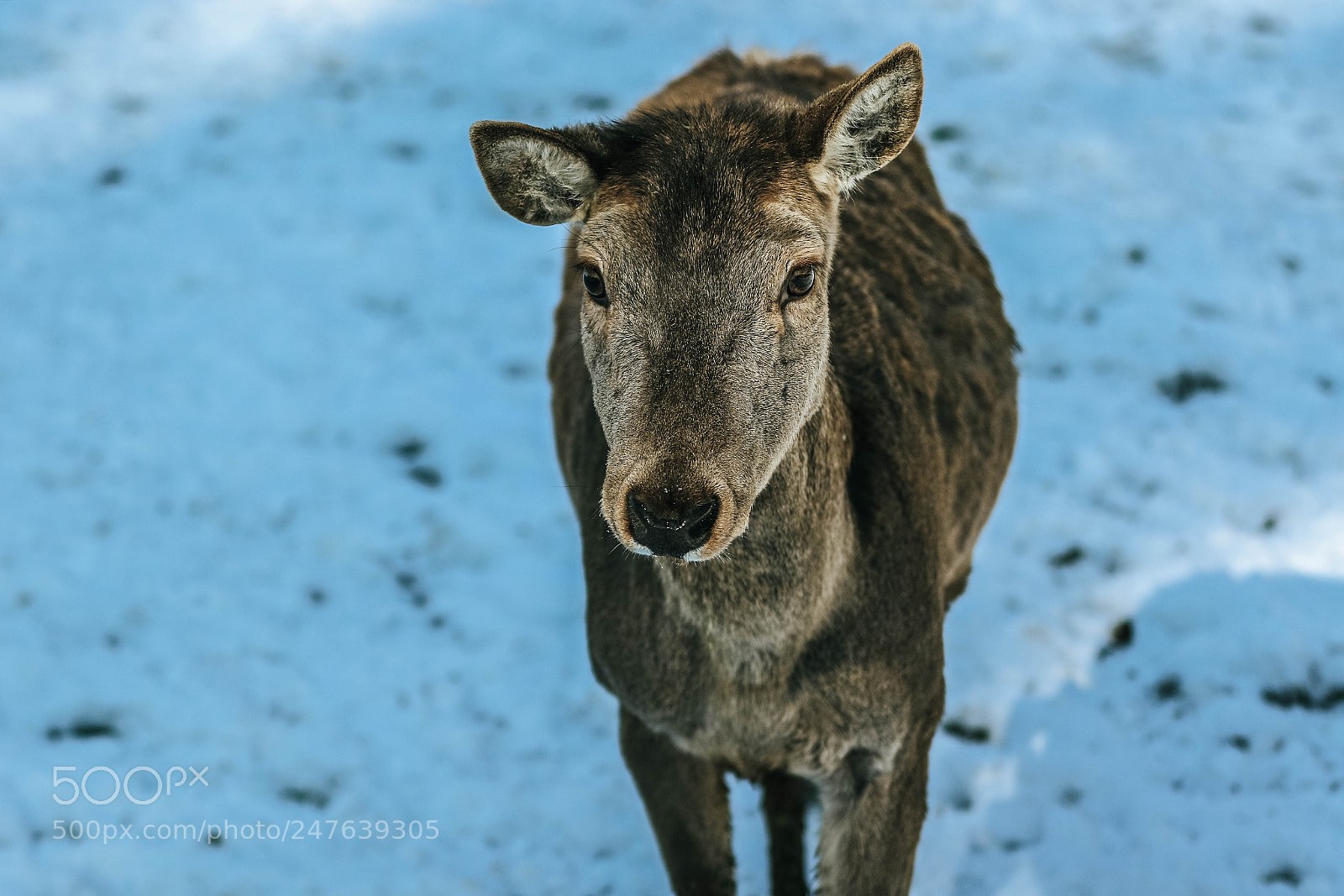 Canon EOS 7D Mark II sample photo. Young deer photography