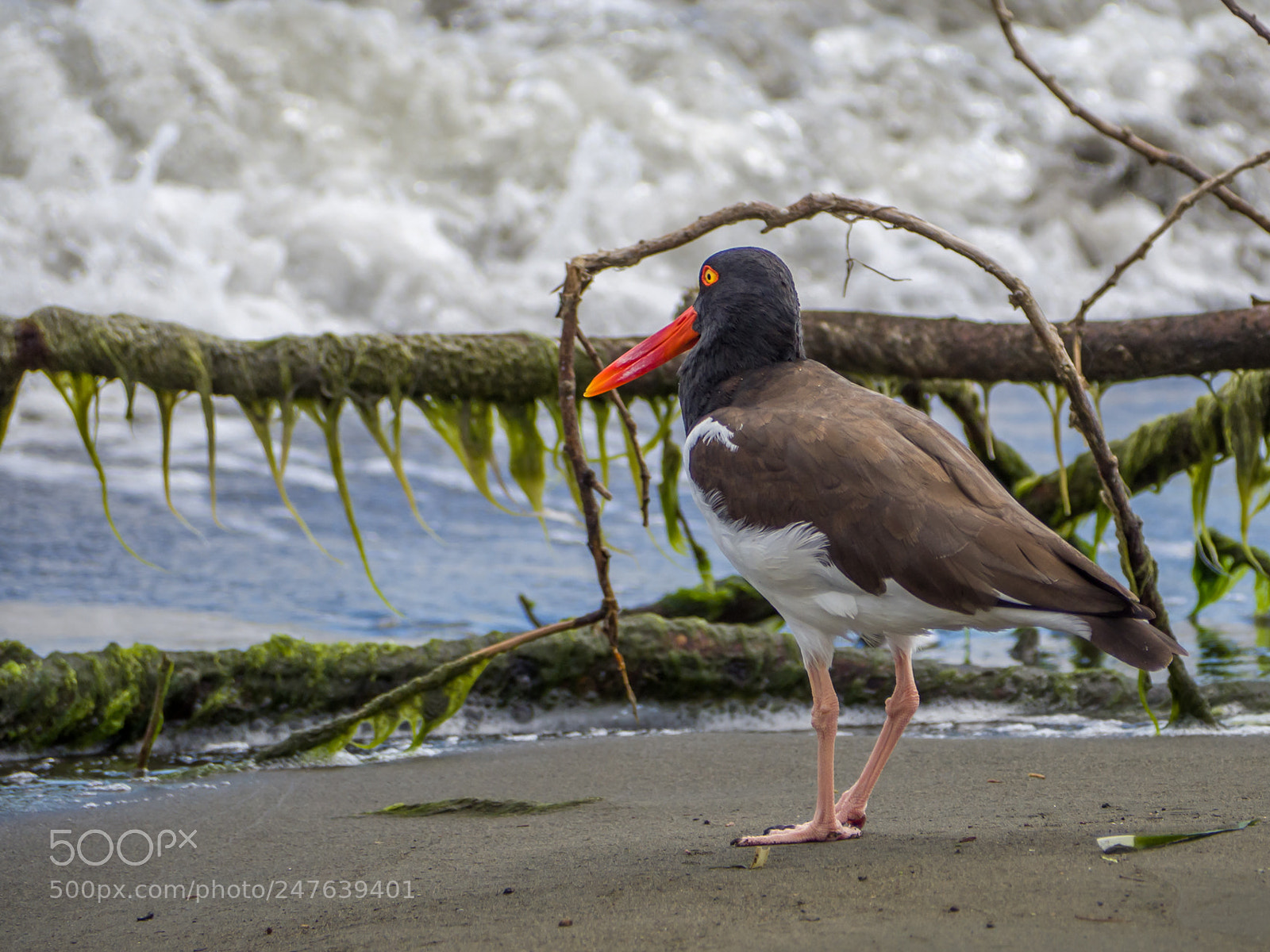 Olympus OM-D E-M10 II sample photo. American oystercatcher photography