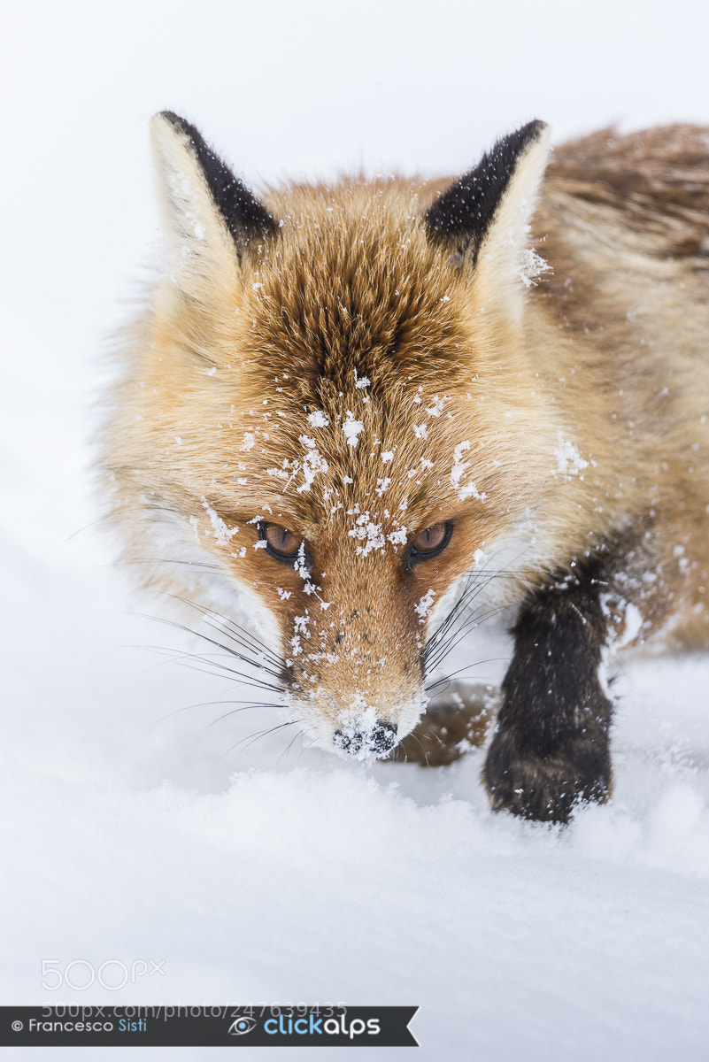 Nikon D810 sample photo. See me red fox photography