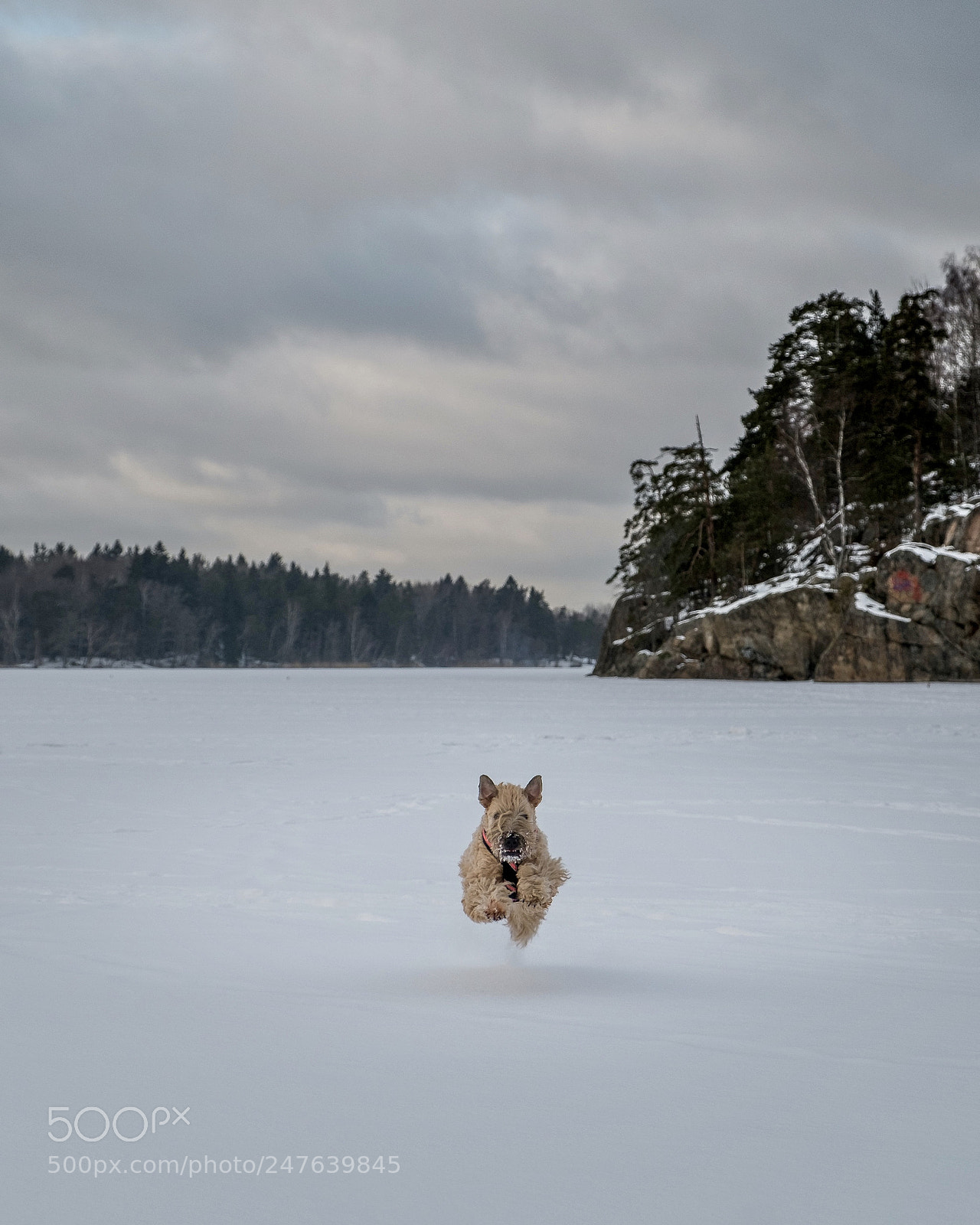 Fujifilm X-E1 sample photo. Flying dog photography