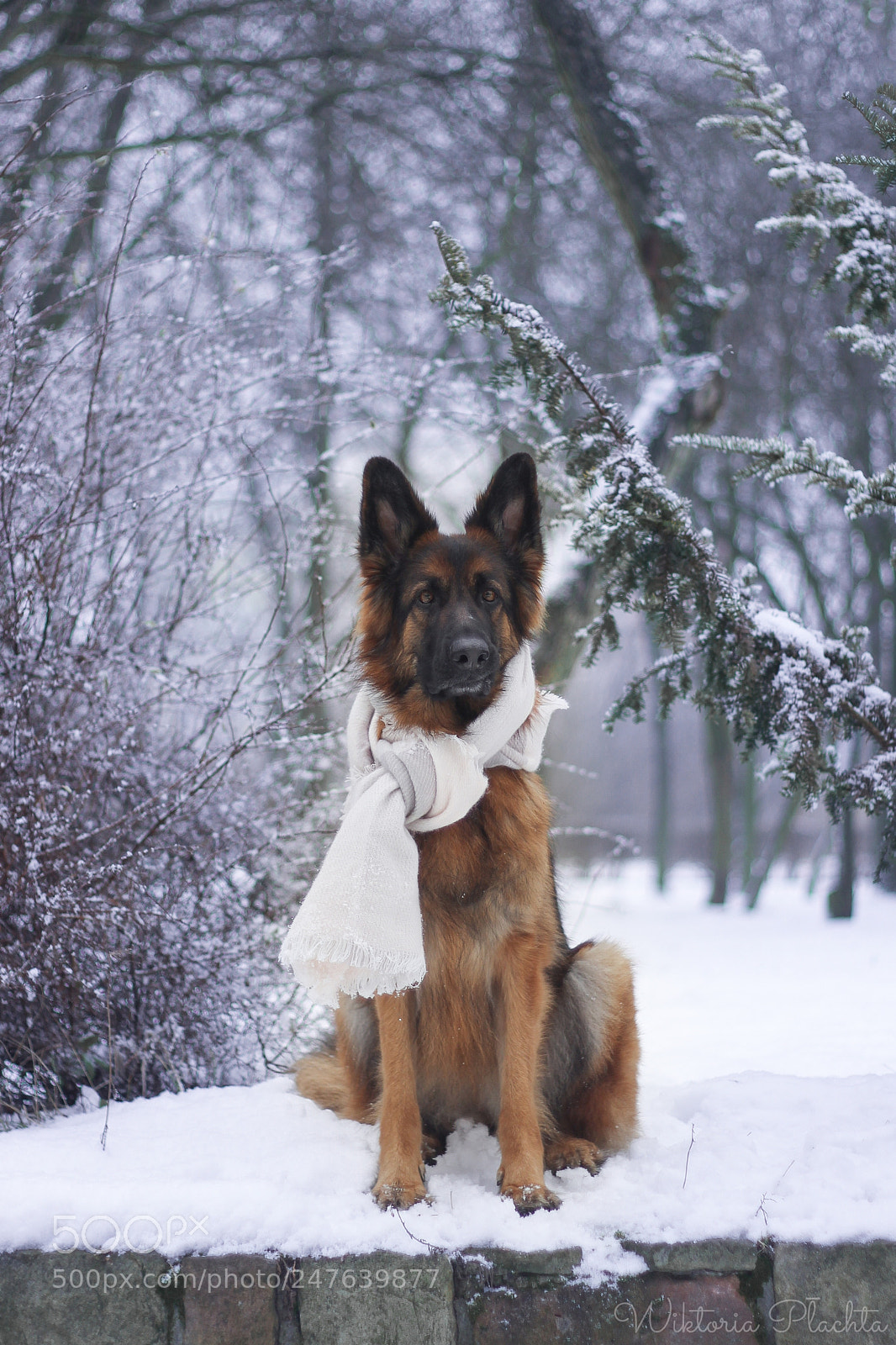 Canon EOS 700D (EOS Rebel T5i / EOS Kiss X7i) sample photo. No winter it too photography