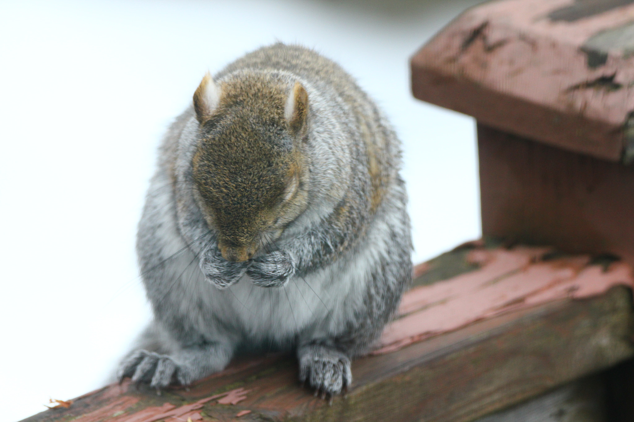Sigma 150-600mm F5-6.3 DG OS HSM | C sample photo. Squirrel sitting on fence photography