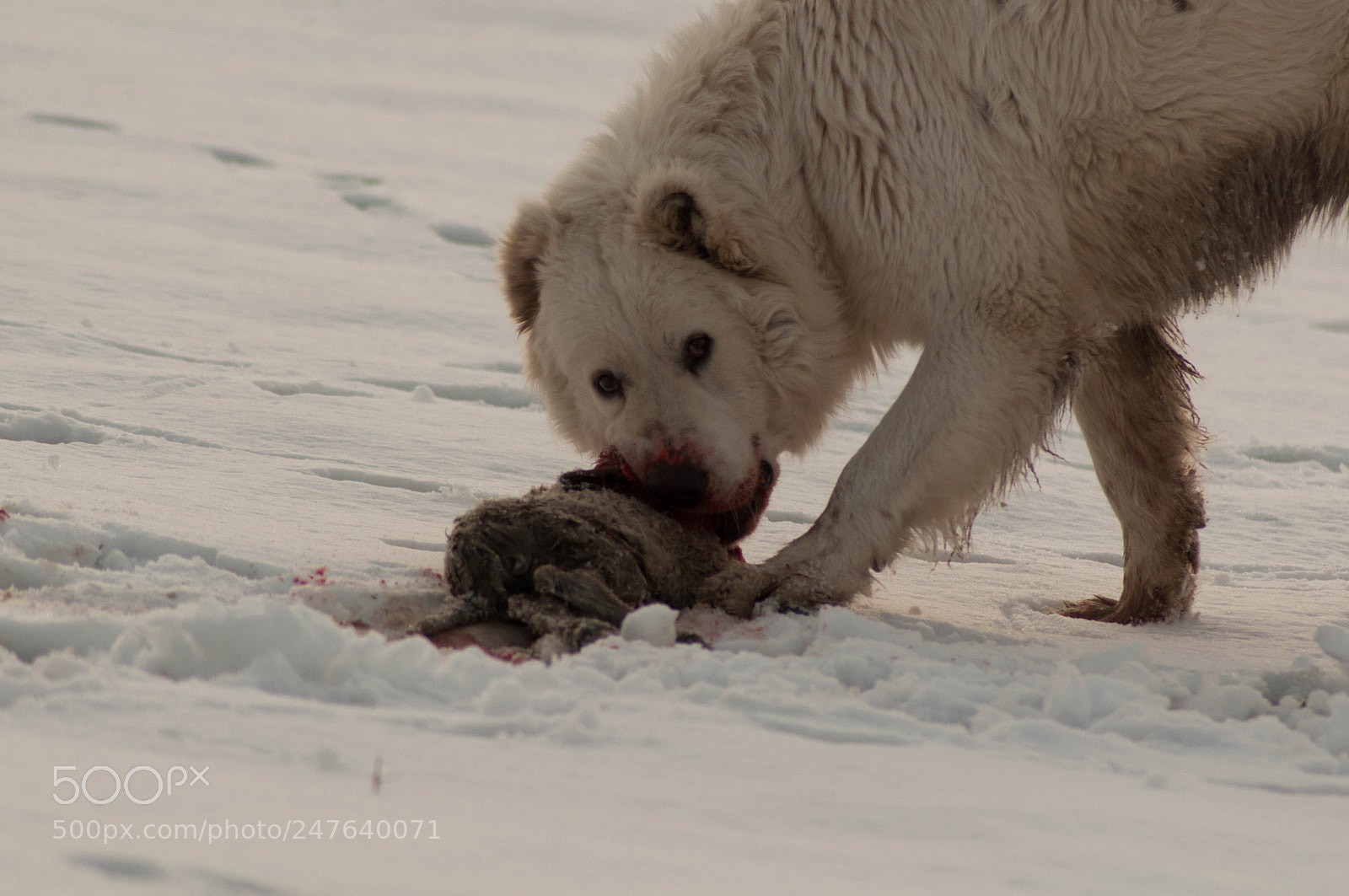 Nikon D5000 sample photo. Cruel hunting photography