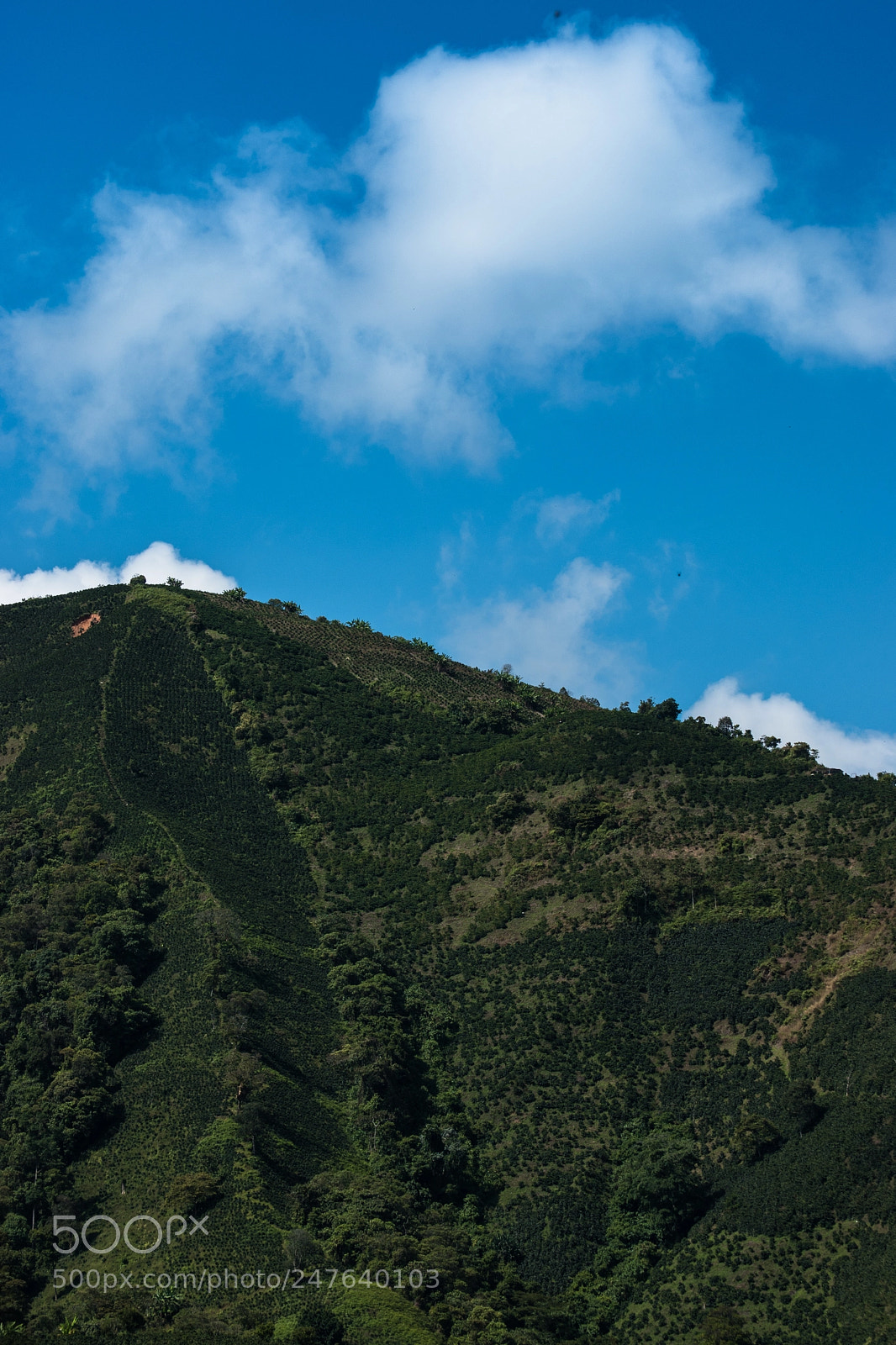 Nikon D5500 sample photo. Cofee land photography