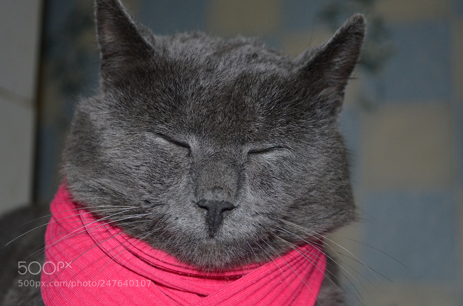 Nikon D5100 sample photo. Cat photography