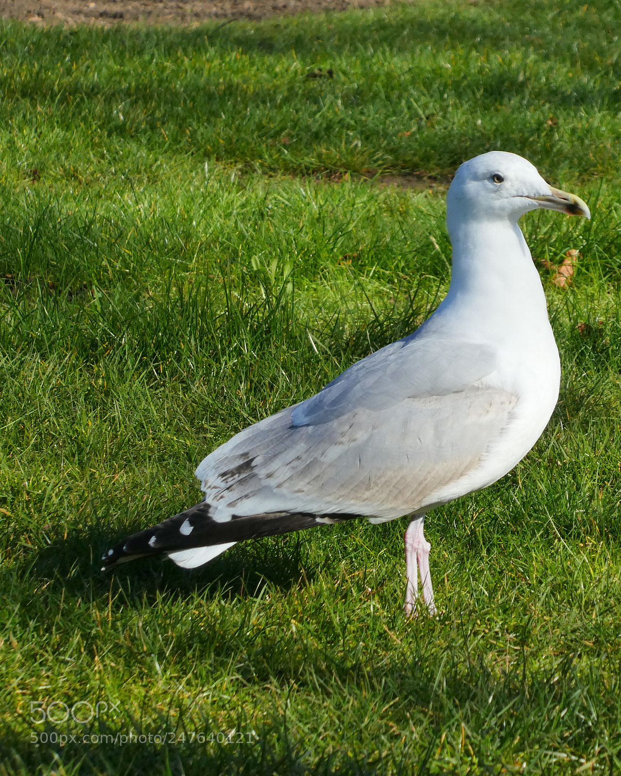 Panasonic DMC-TZ81 sample photo. Bird photography