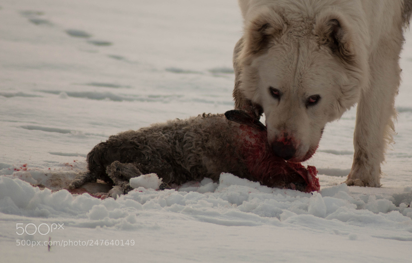 Nikon D5000 sample photo. Cruel hunting photography