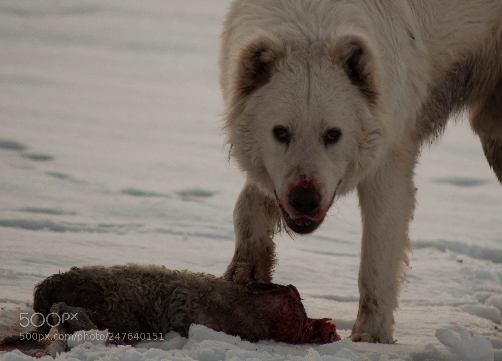 Nikon D5000 sample photo. Cruel hunting photography