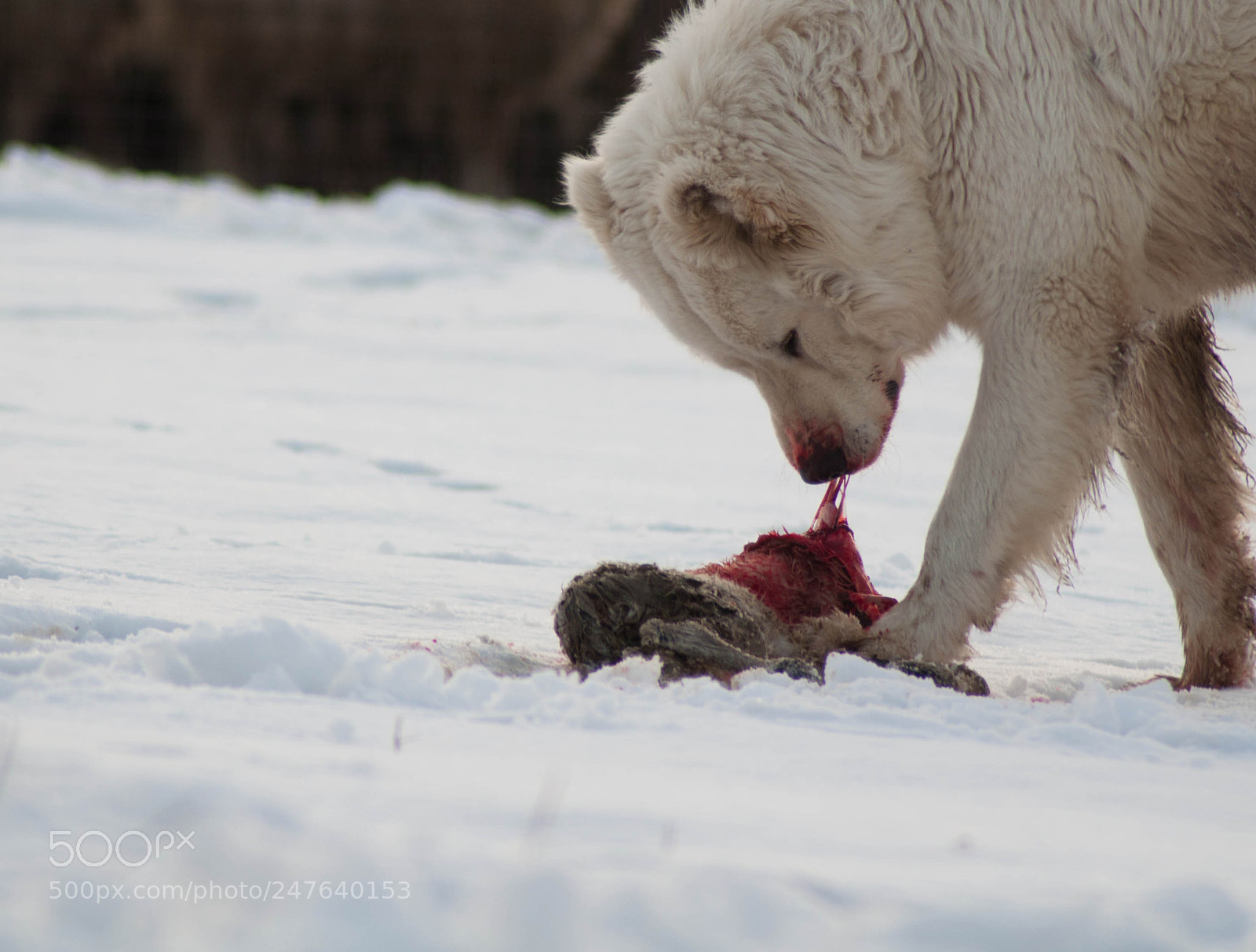 Nikon D5000 sample photo. Cruel hunting photography