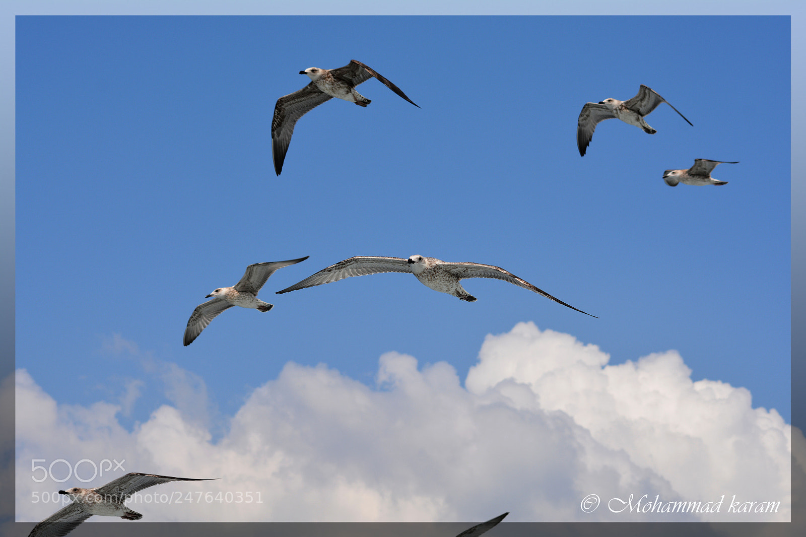 Nikon D7100 sample photo. Freedom... photography
