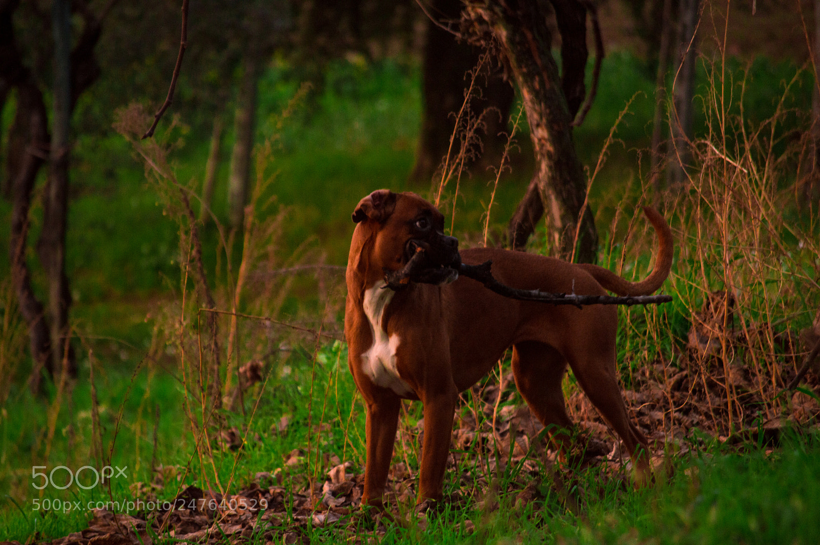 Nikon D3200 sample photo. A dog playing in photography