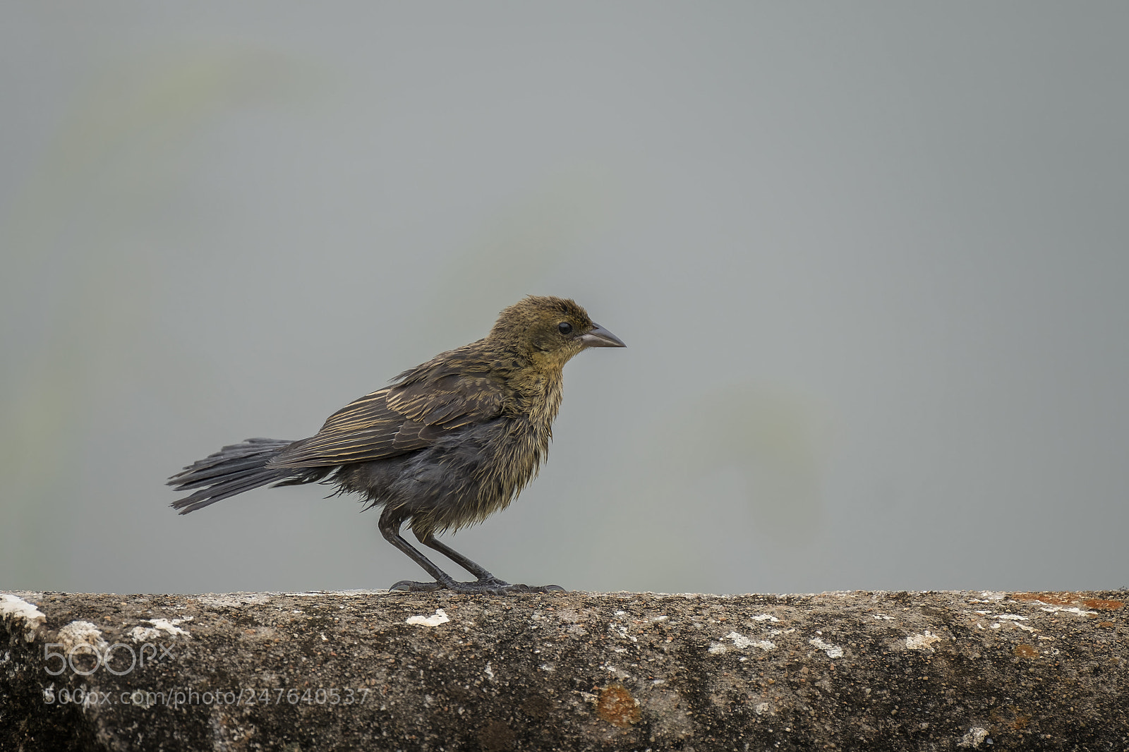 Fujifilm X-T2 sample photo. Beautiful little bird photography
