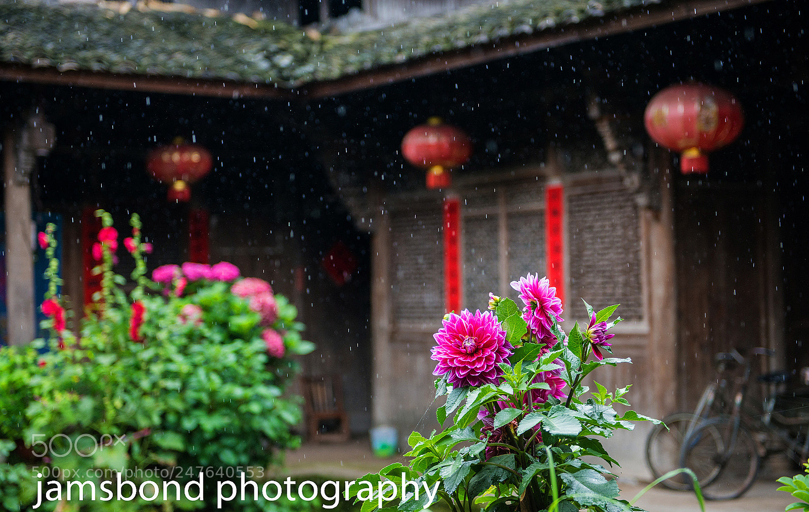 Nikon D800 sample photo. Dahlia in the rain photography