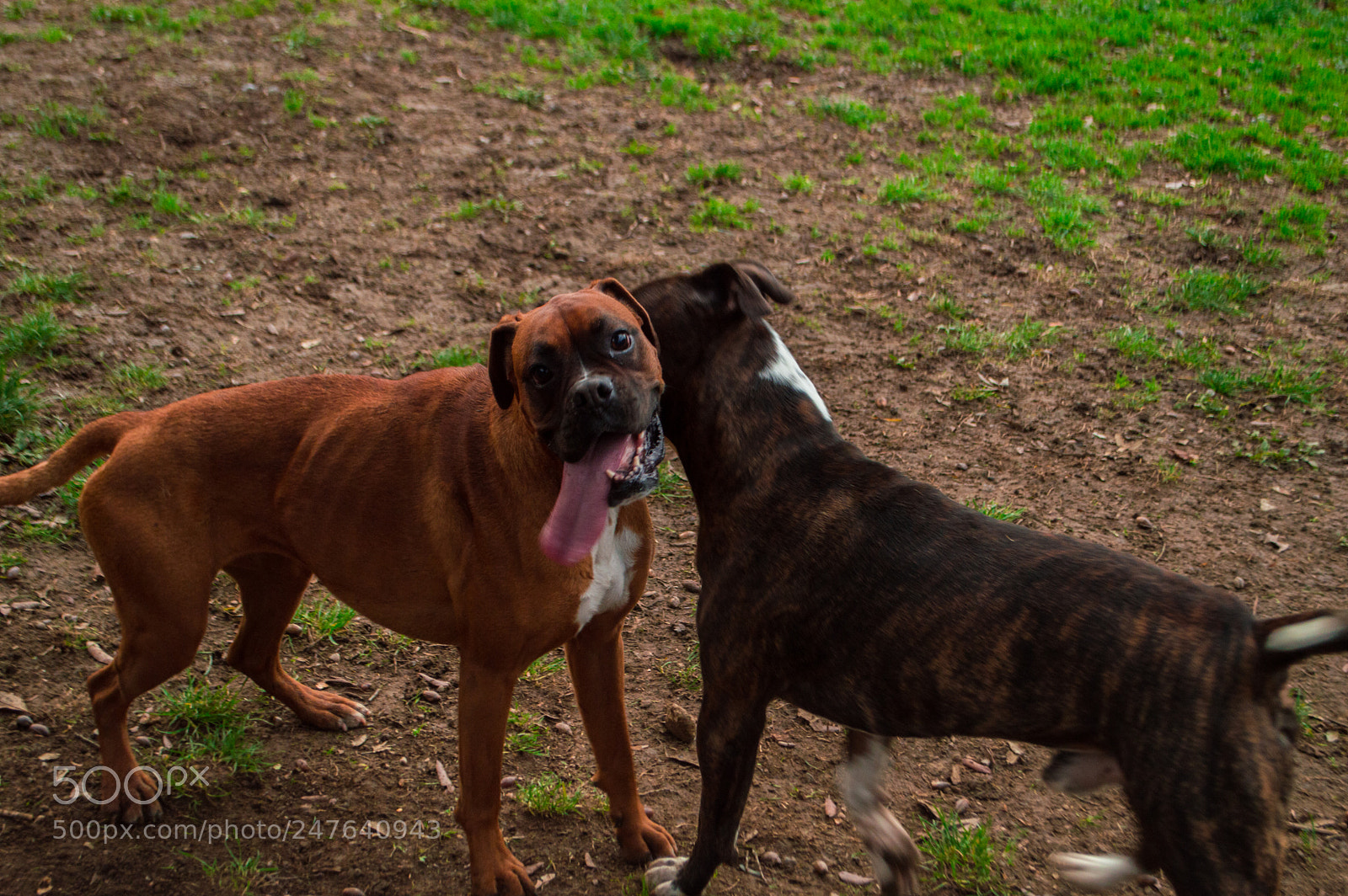 Nikon D3200 sample photo. Two dogs having fun photography