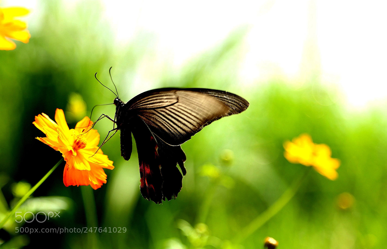 Canon EOS 6D + Canon EF 24-105mm F4L IS USM sample photo. 蝶念花 photography