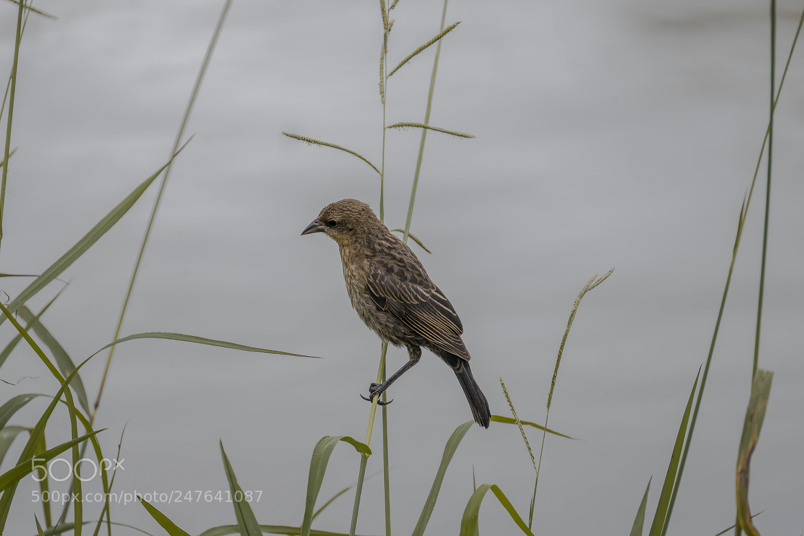 Fujifilm X-T2 sample photo. Bird on the river photography