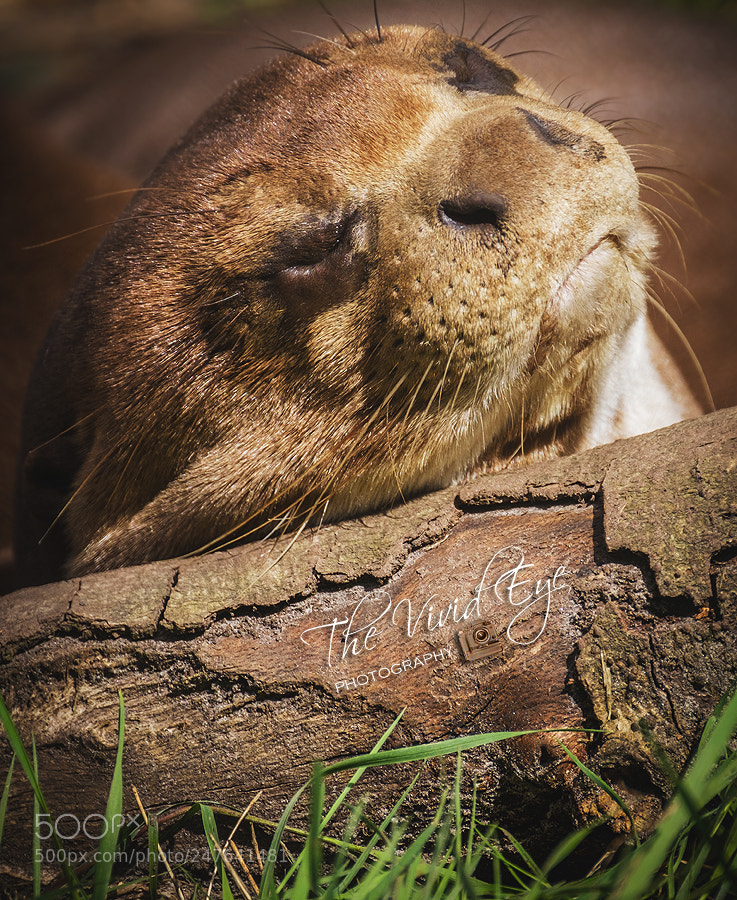 Fujifilm X-T2 sample photo. Sleeping otter photography