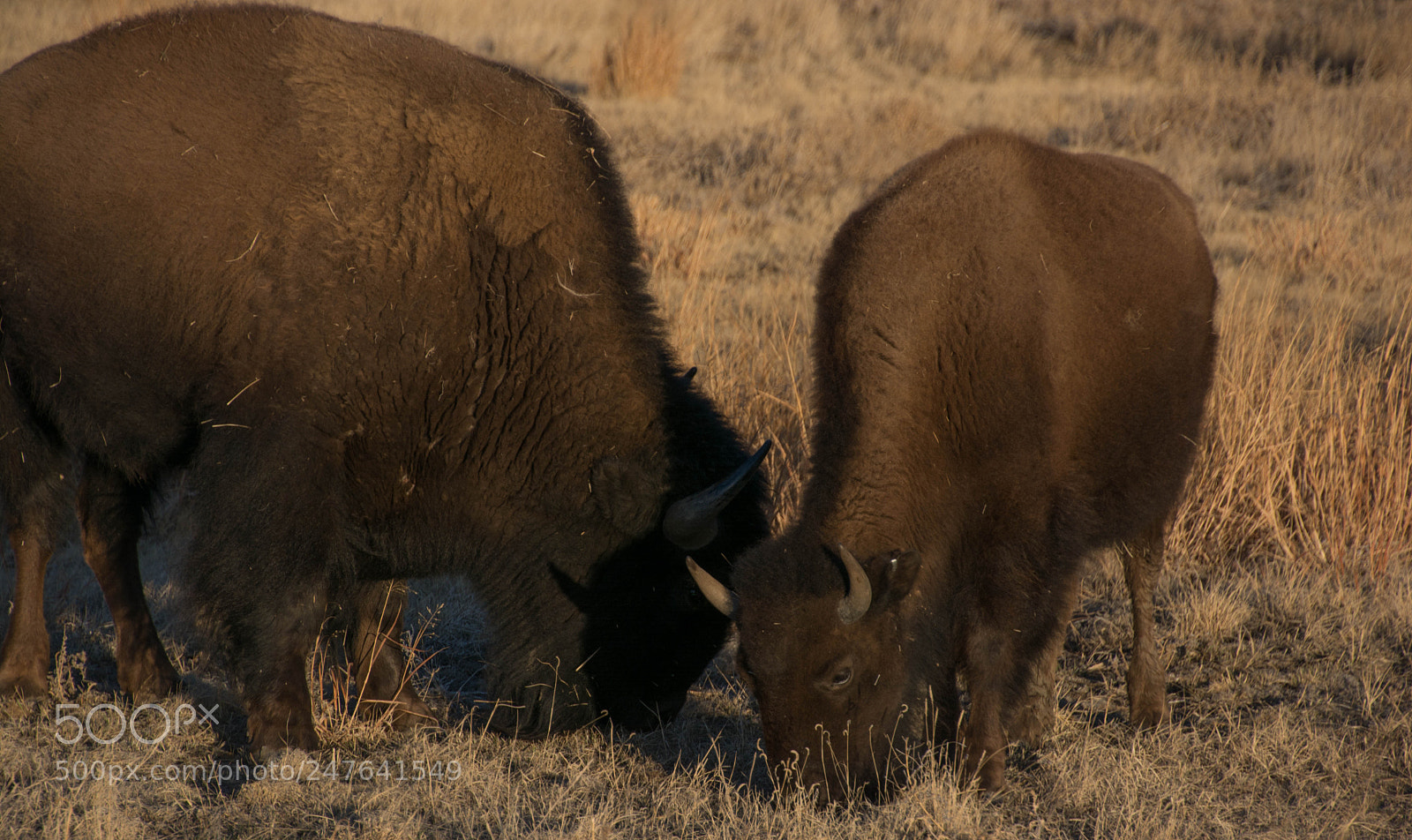 Nikon D7100 sample photo. Buffalo pair photography