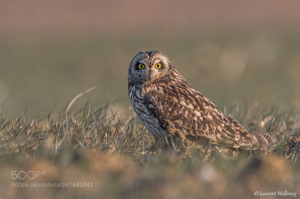 Nikon D500 sample photo. Hibou des marais photography