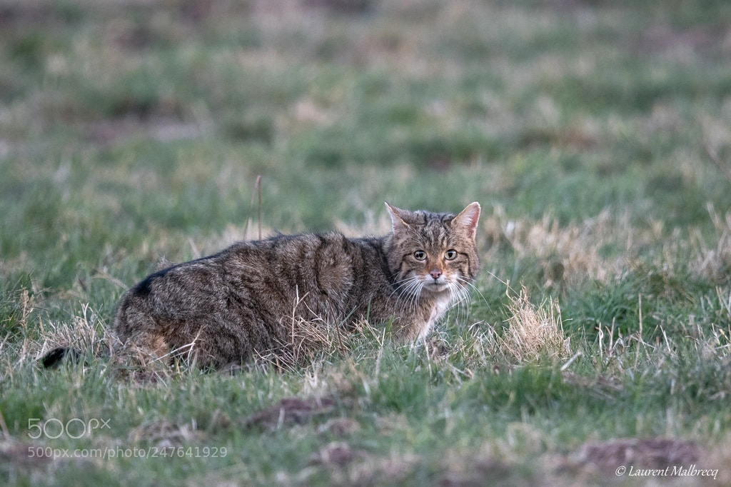 Nikon D500 sample photo. Chat forestier photography