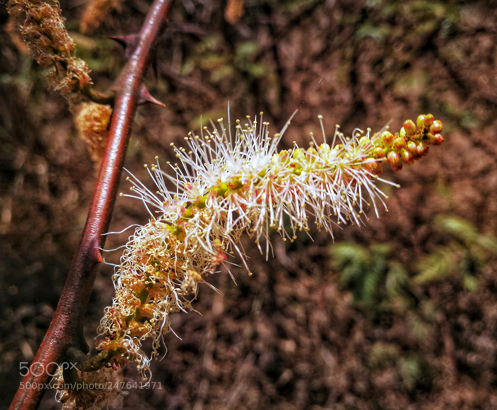 HUAWEI Mate 9 sample photo. Flor de tepezcohite. photography