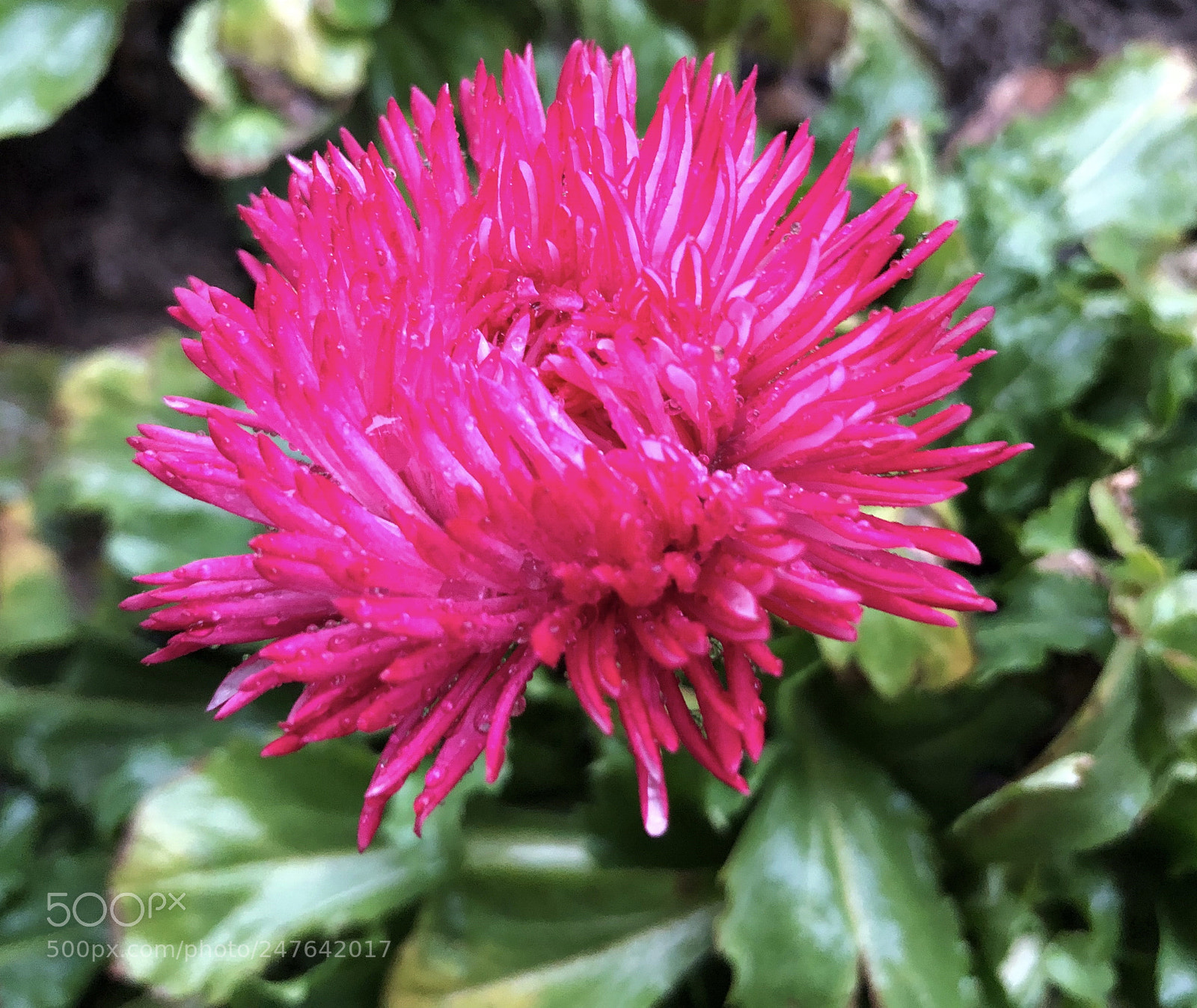 Apple iPhone X sample photo. Untitled photography
