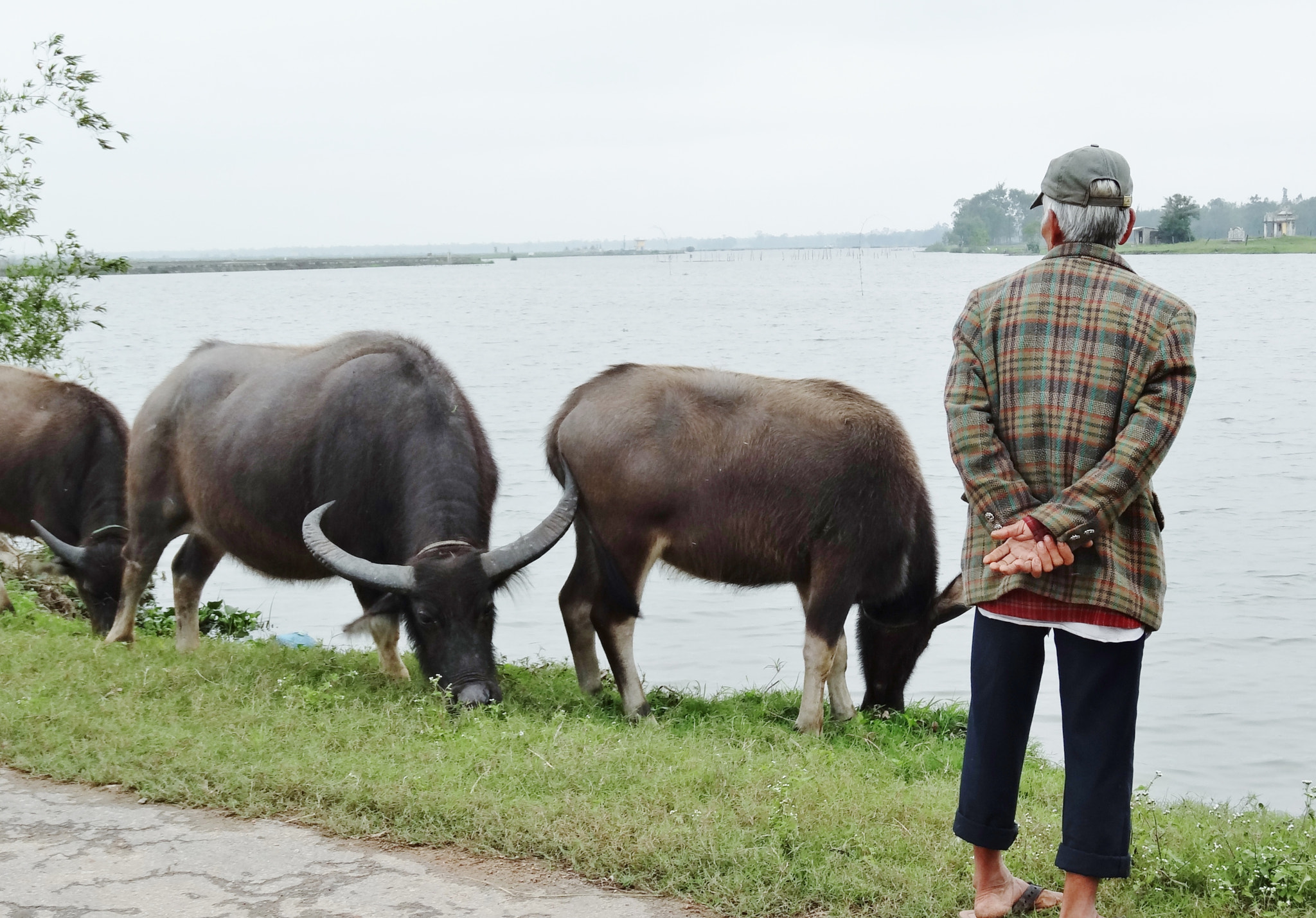 Sony Cyber-shot DSC-HX30V sample photo. Man watching his water buffaloes. photography