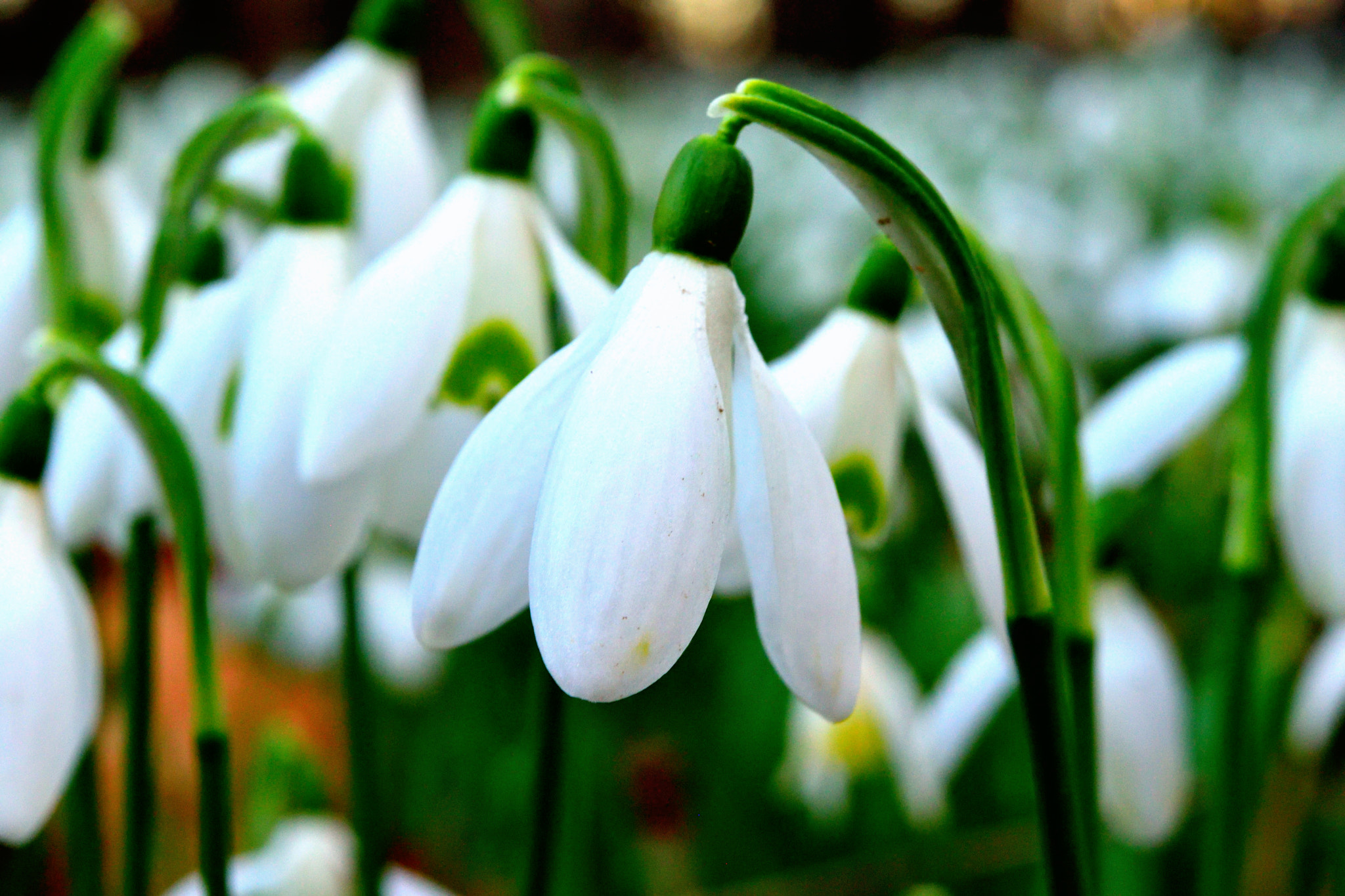 Nikon AF-S Micro-Nikkor 60mm F2.8G ED sample photo. Snowdrop photography