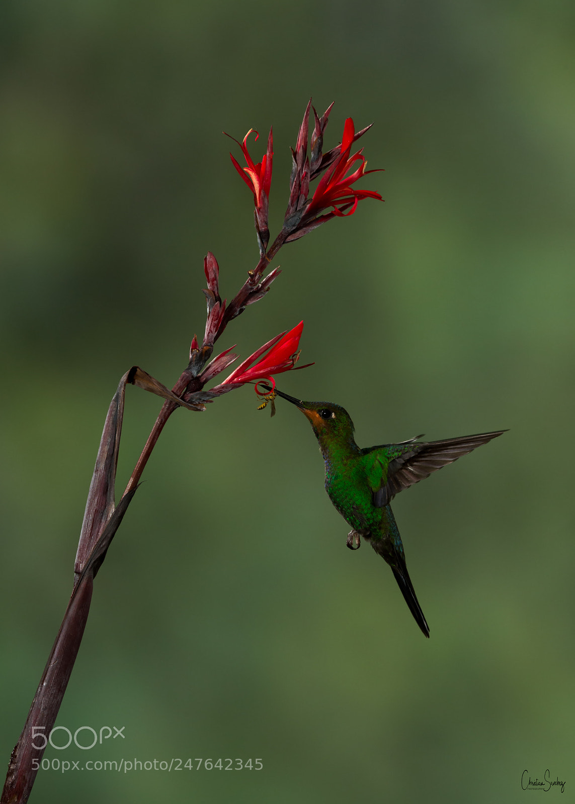 Nikon D4 sample photo. Green-crowned brilliant photography
